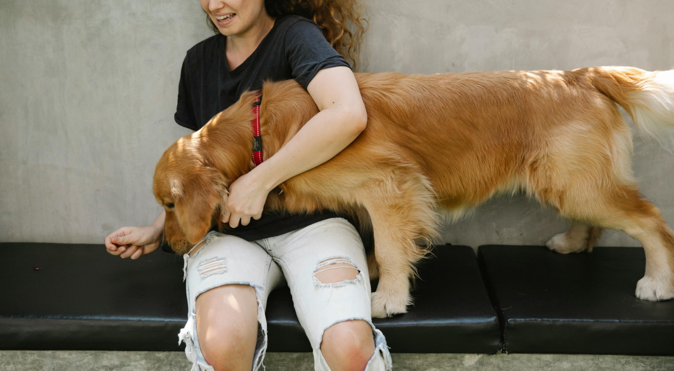 A Golden Retriever following a red target stick held by its owner outdoors.