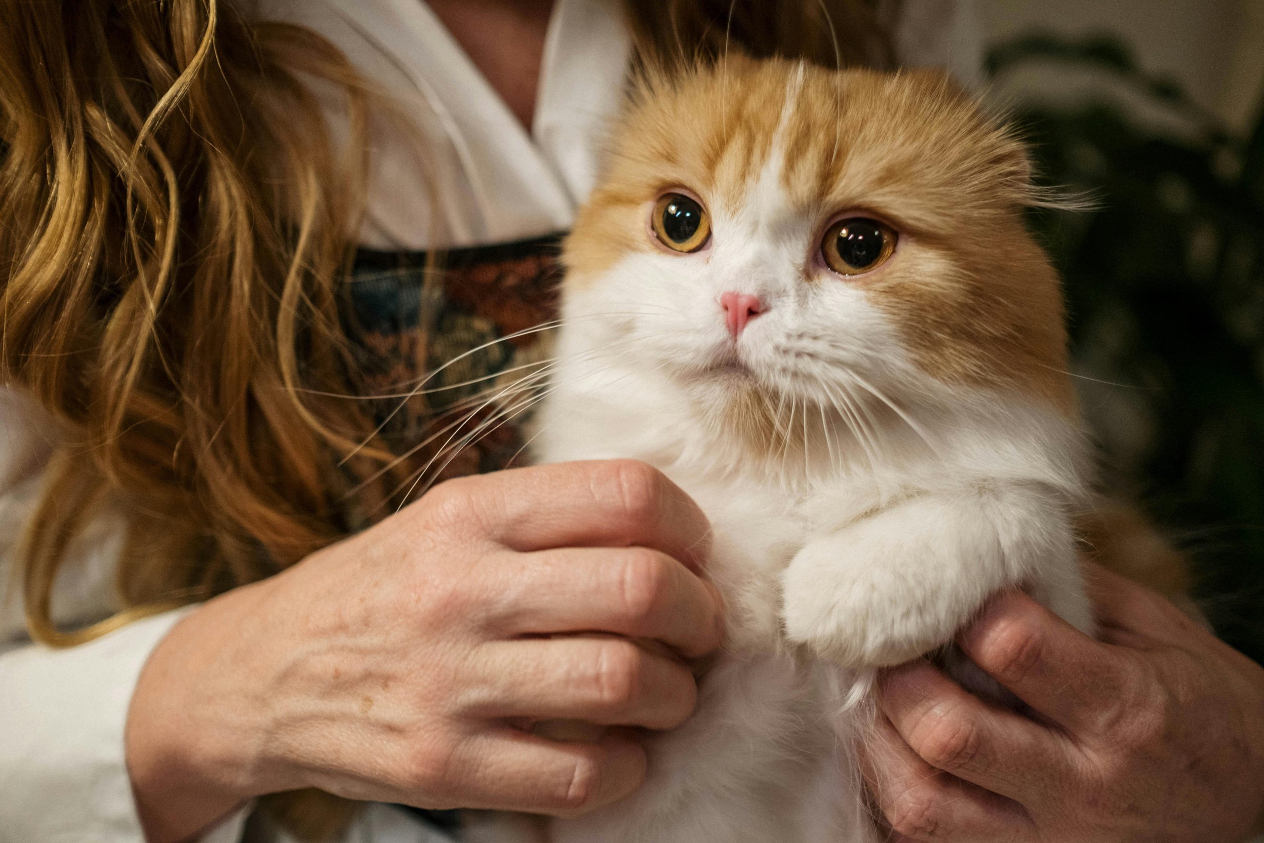A tabby cat gently tapping a human hand used as a target.