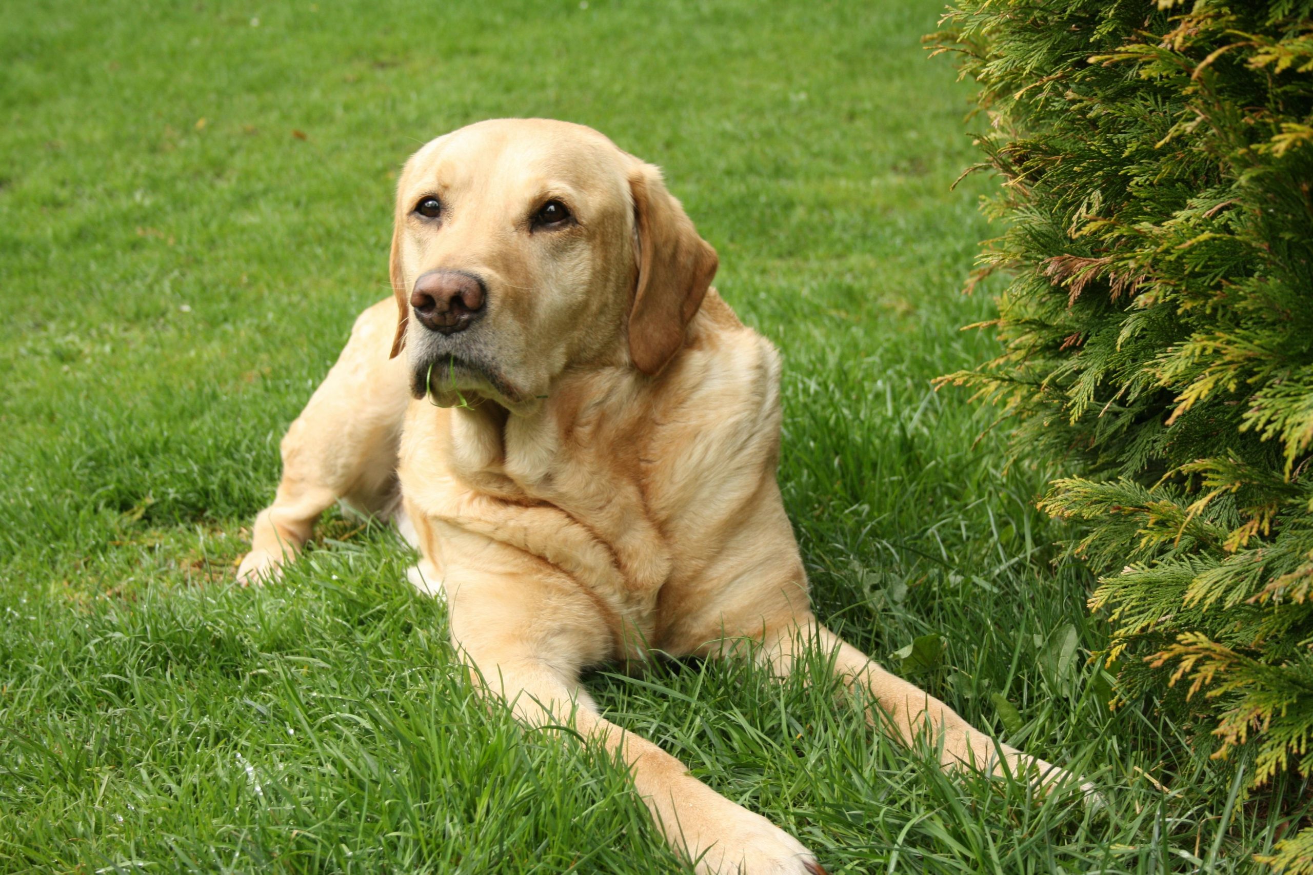Golden retriever sitting calmly after mastering hand target basics