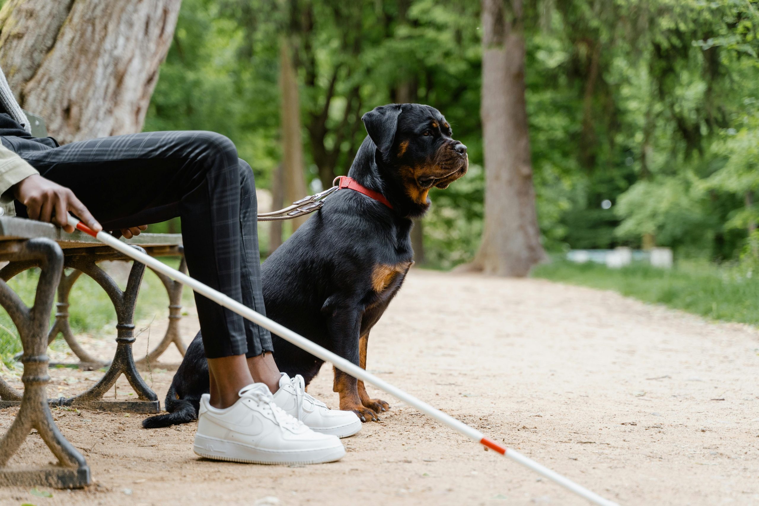 Illustration of a trainer guiding a dog with a clicker and target stick.