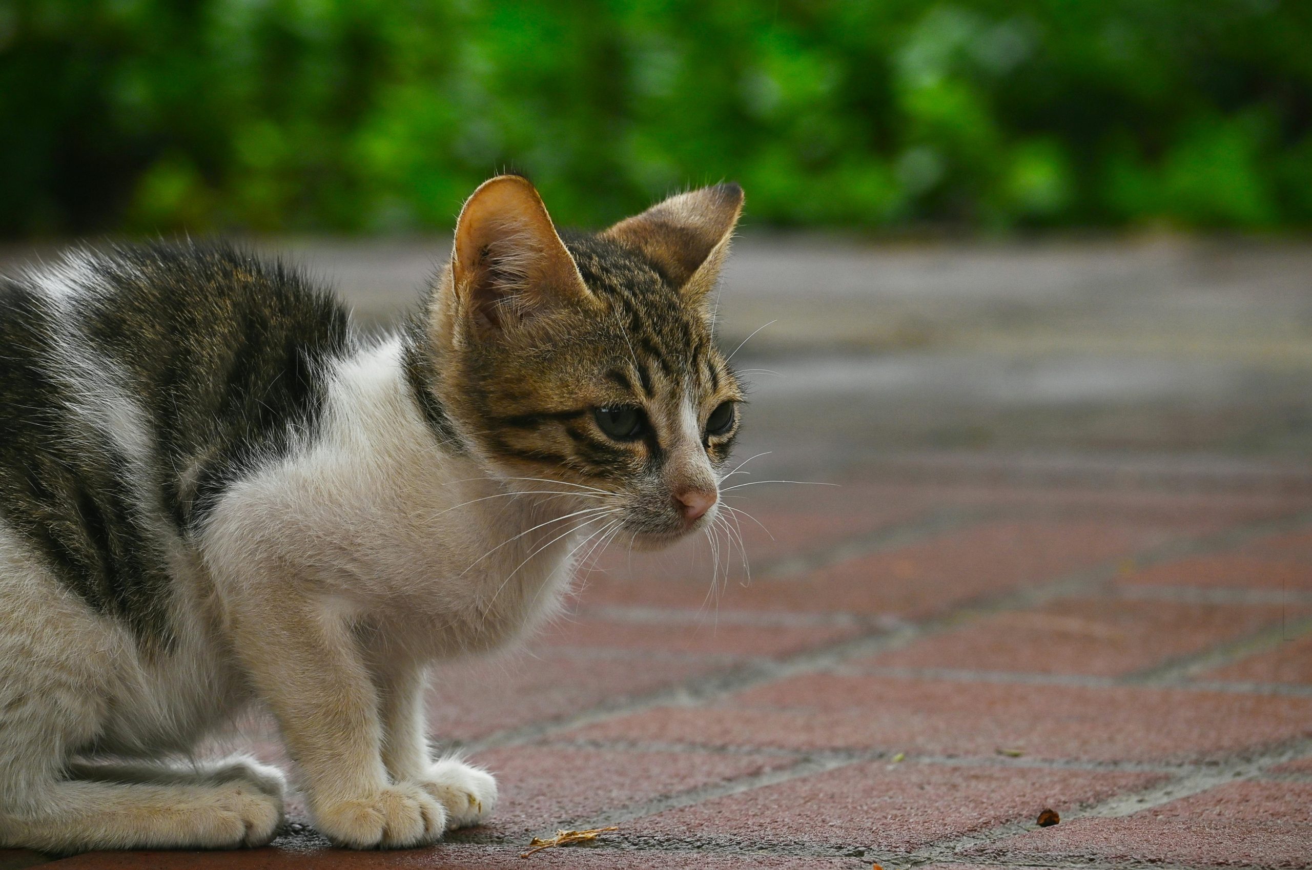 Photo of a tabby cat fetching a toy guided by a target stick