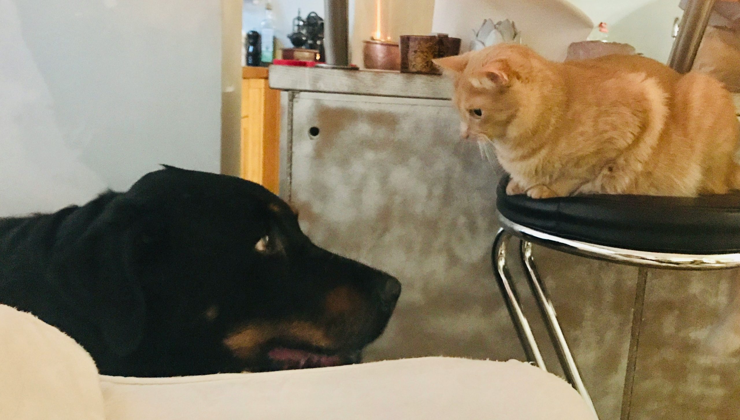 A chaotic scene of multiple pets interacting during mealtime