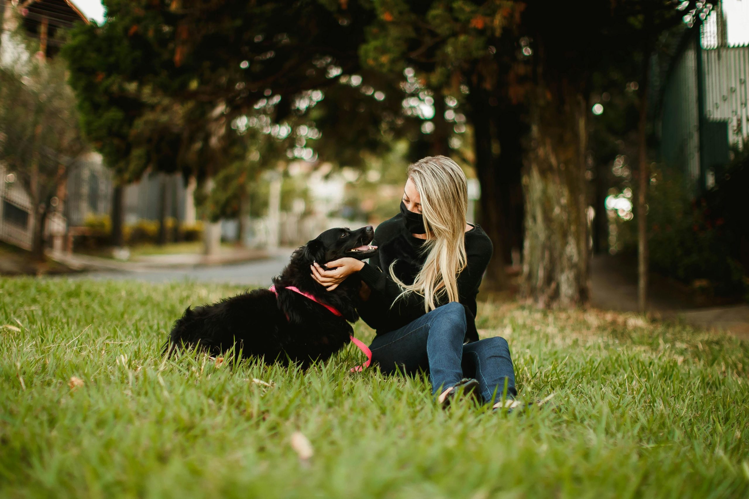 A golden retriever gently touching a red target stick held by its owner.