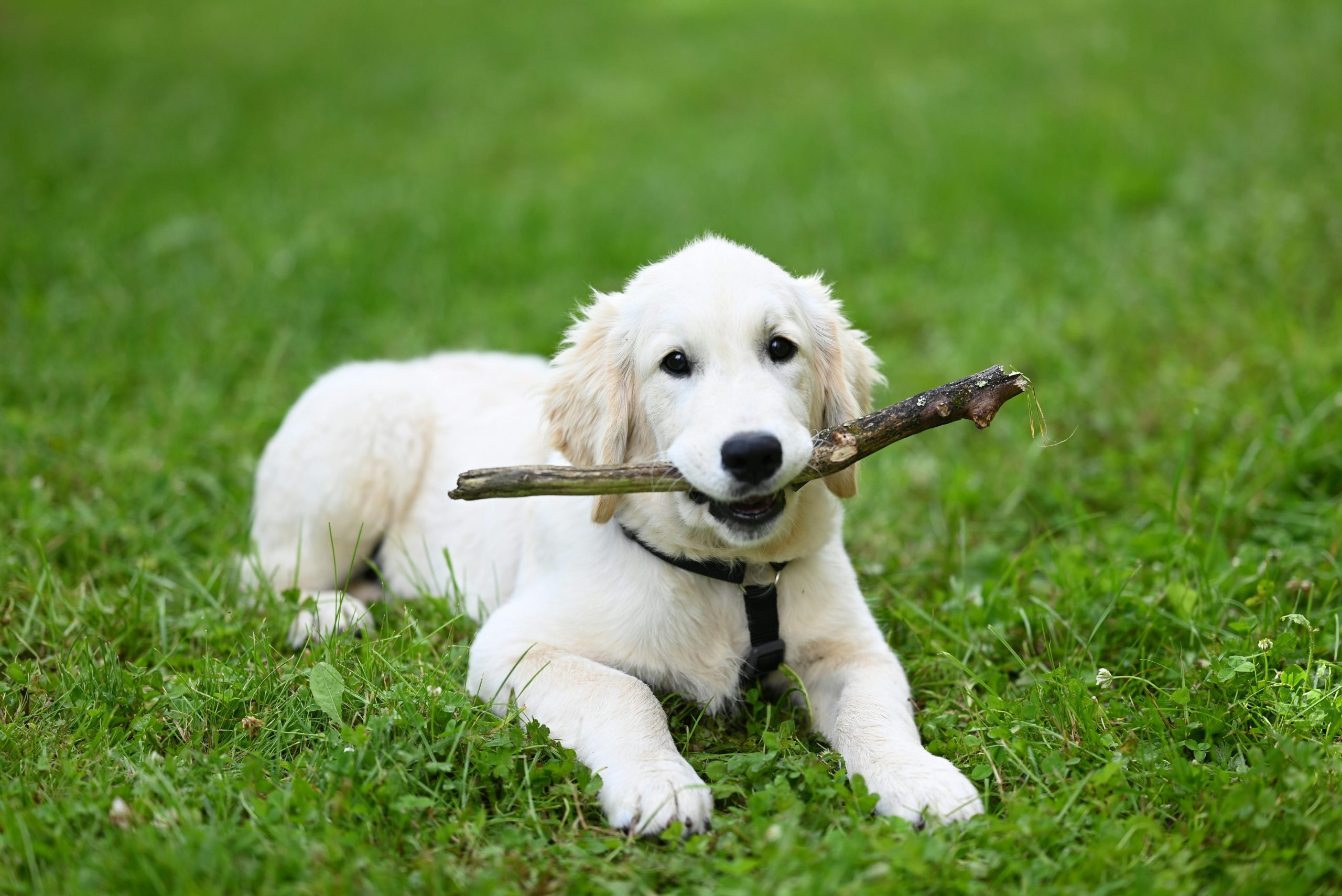 A golden retriever successfully touching a training stick held by its owner.