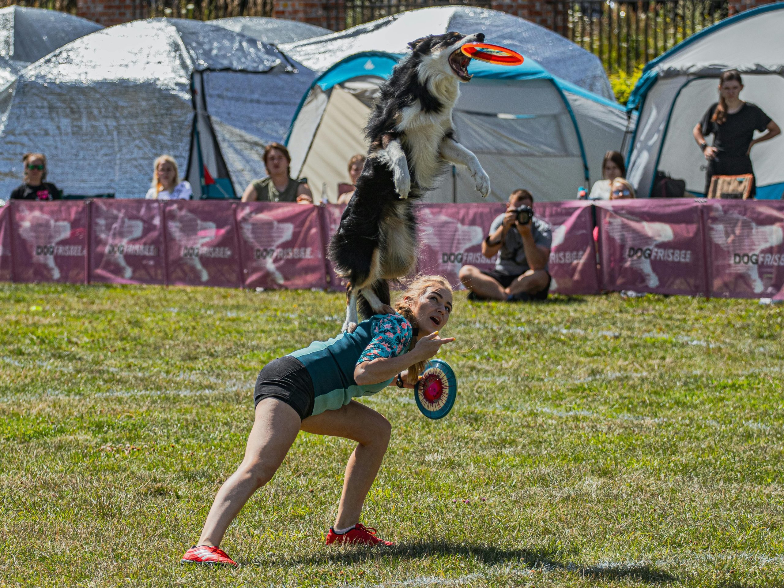 Bella the border collie performing an impressive jump over hurdles after mastering targeting drills.
