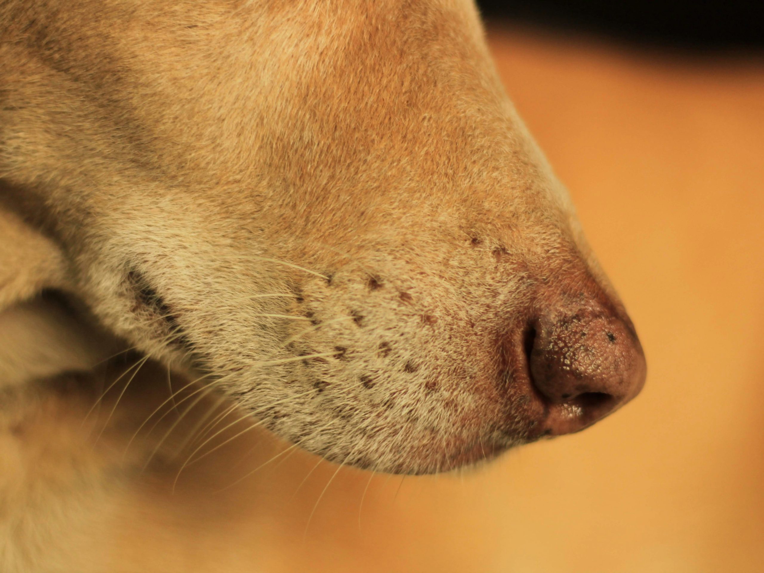 Close-up of a Labrador pressing its nose against a target stick held by a trainer.