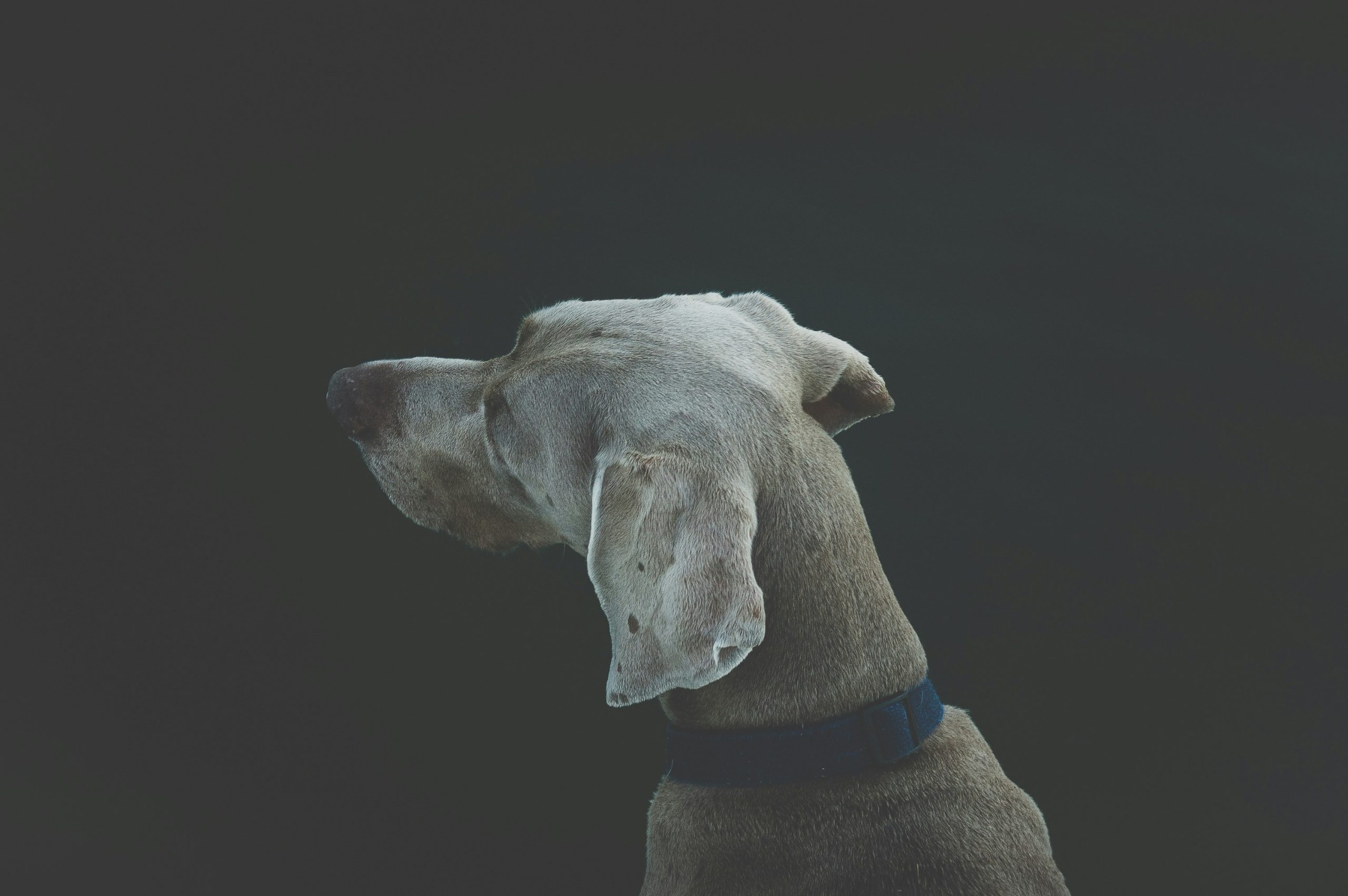 Close-up of high-value dog treats used for training