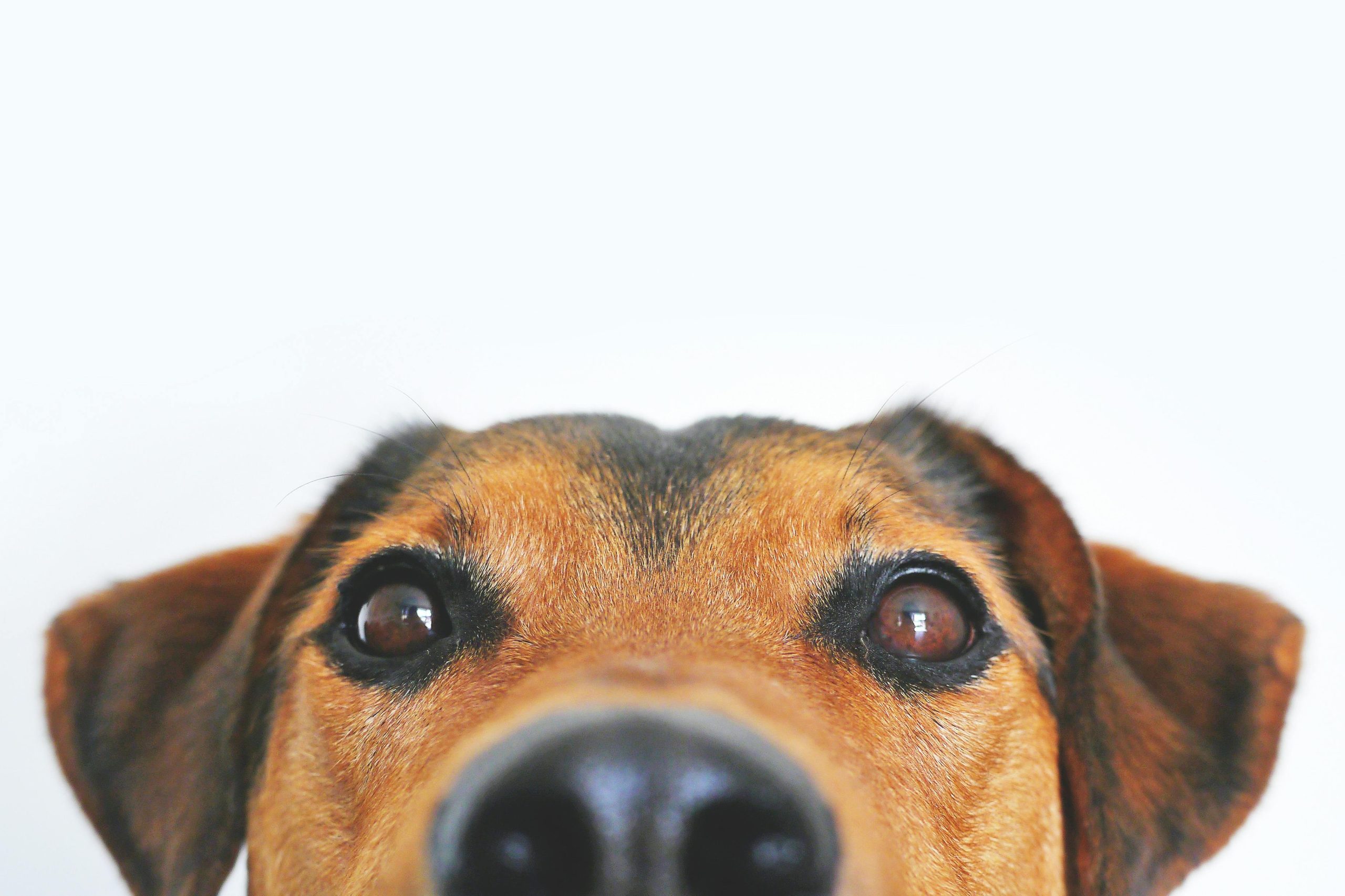 Compilation of popular pets performing target-trained tricks on social media