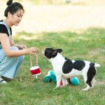 dog and cat training together