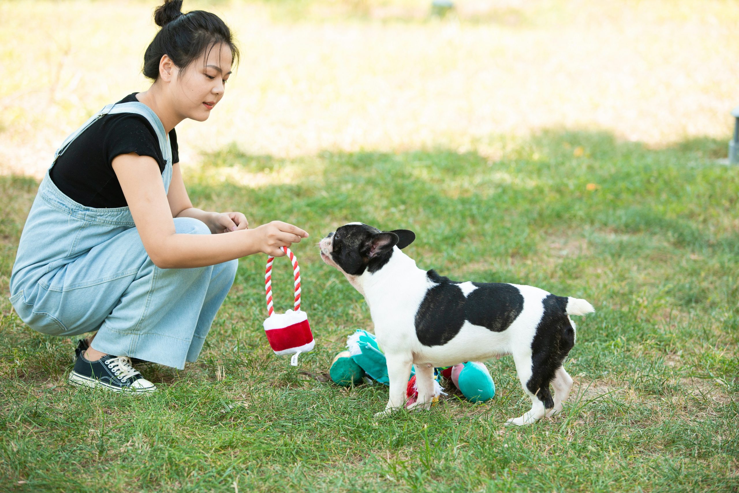 dog and cat training together
