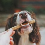 dog performing advanced tricks