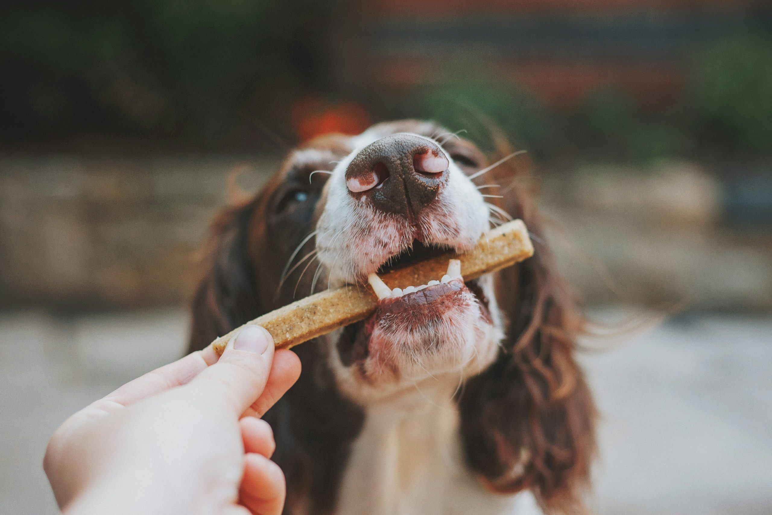dog performing advanced tricks