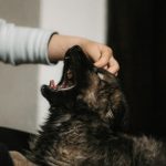 dog training with hand target