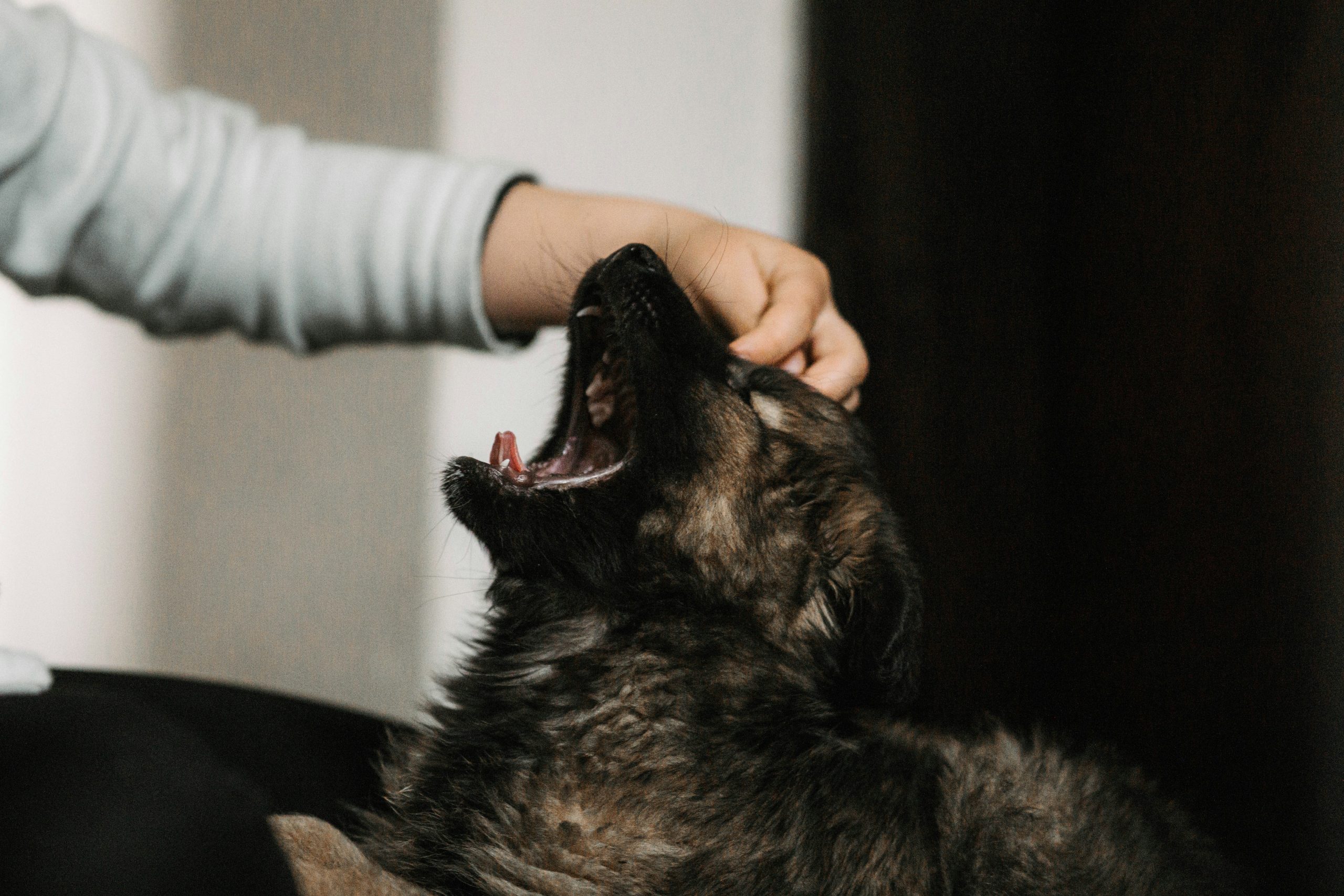 dog training with hand target
