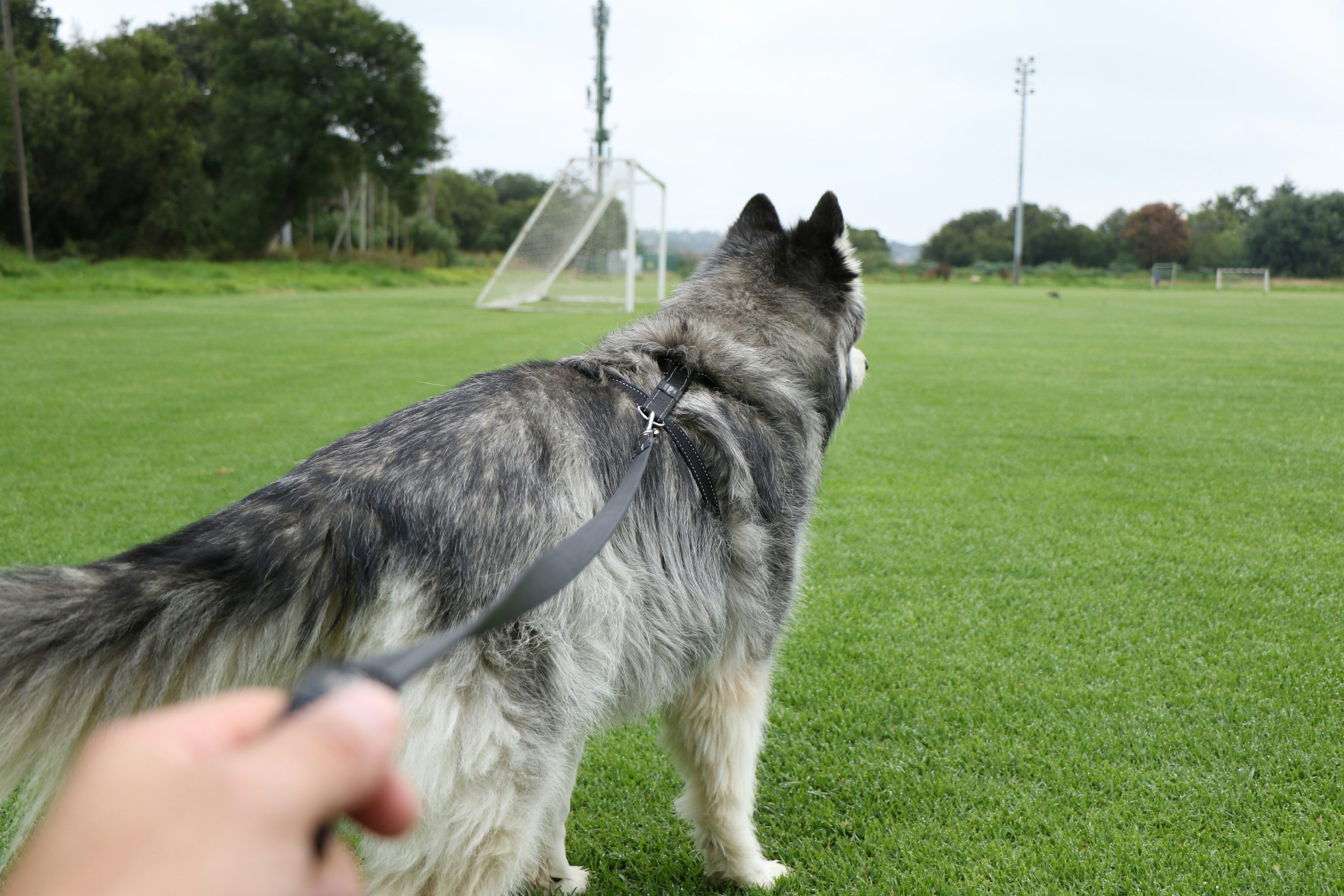 A dog bringing the wrong object during a fetch session