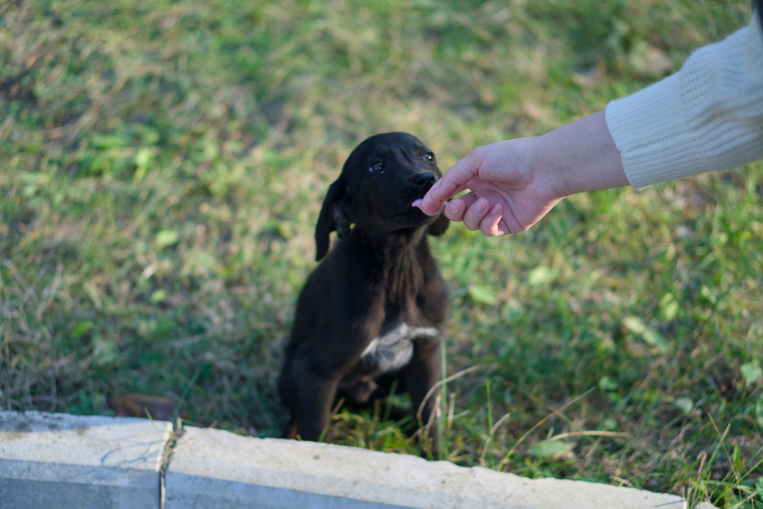 A person teaching a dog hand targeting in a park