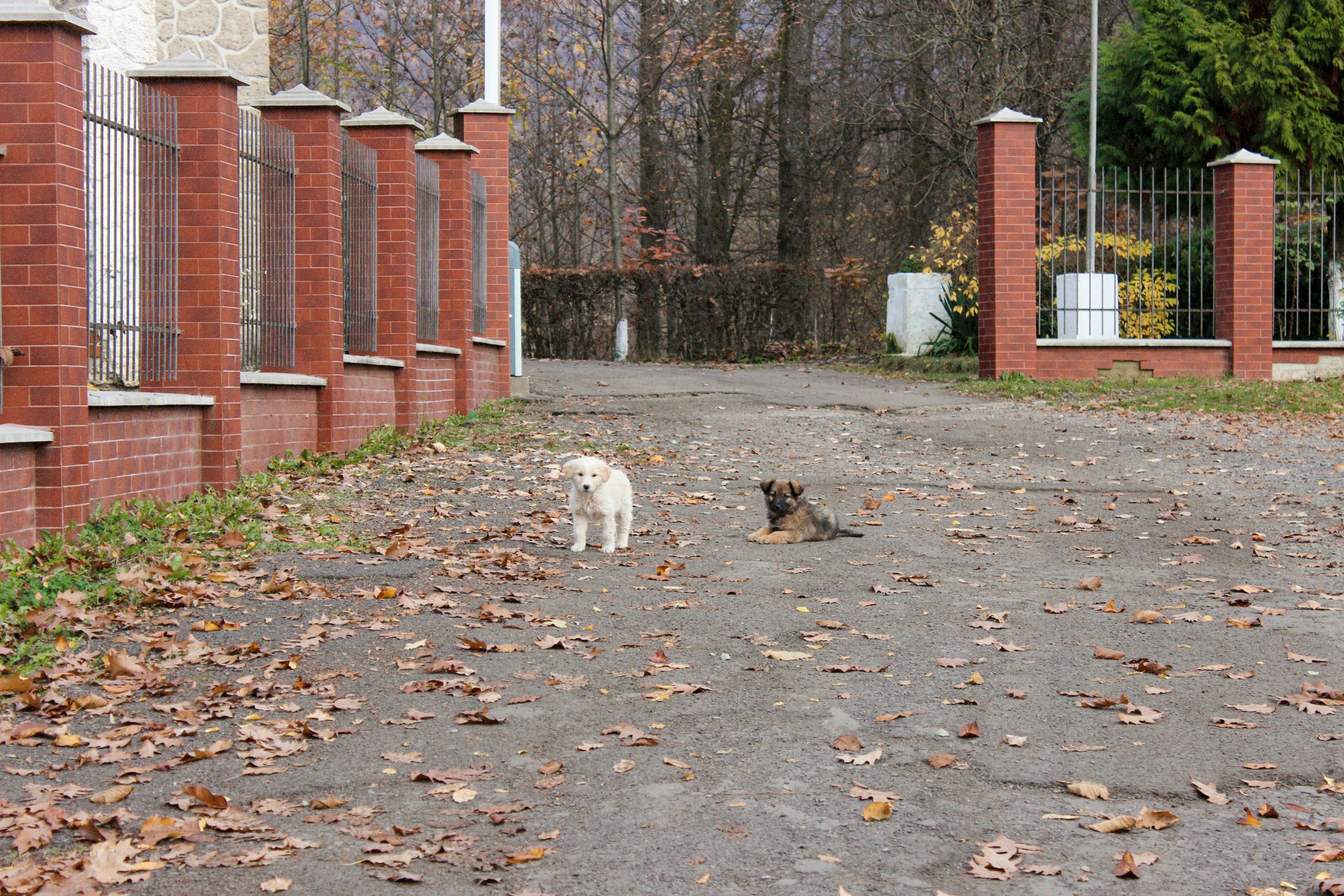Illustration of separate zones for training different pets