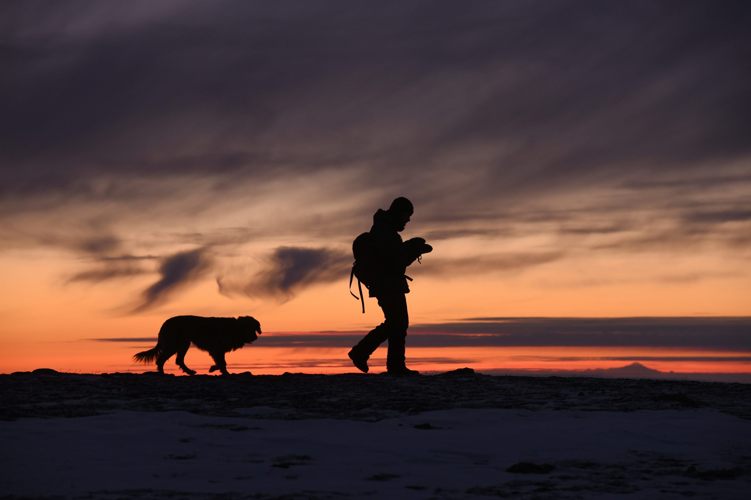 Illustration showing a dog touching its nose to a stick during target training