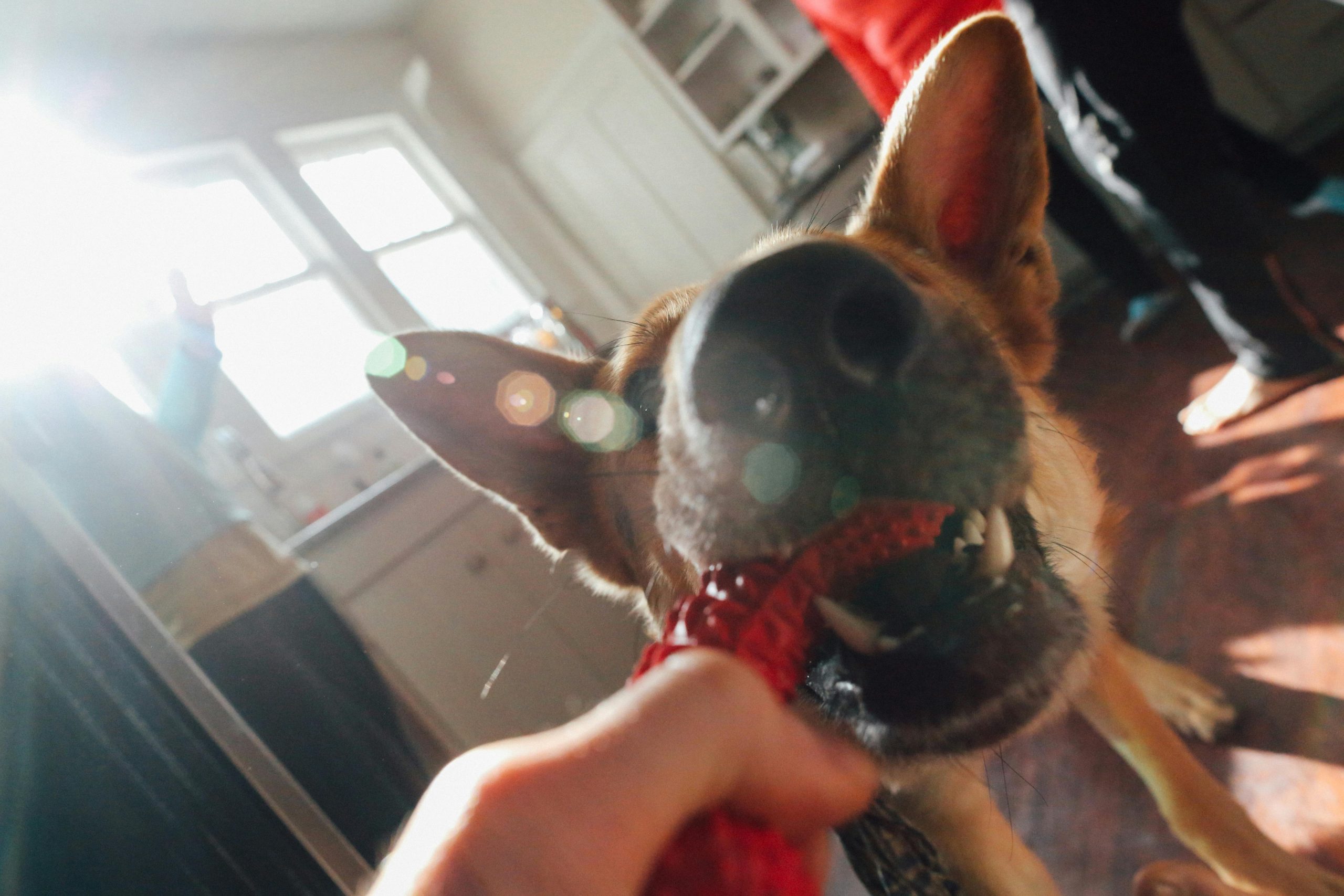 Illustration showing a dog touching its nose to an owner's hand during training.