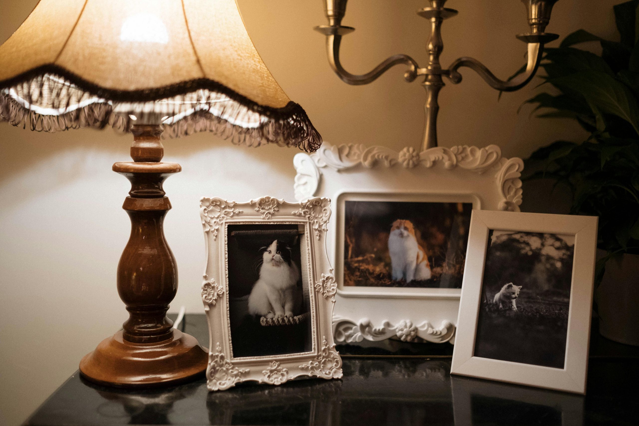 Infographic showing benefits of object discrimination in pets