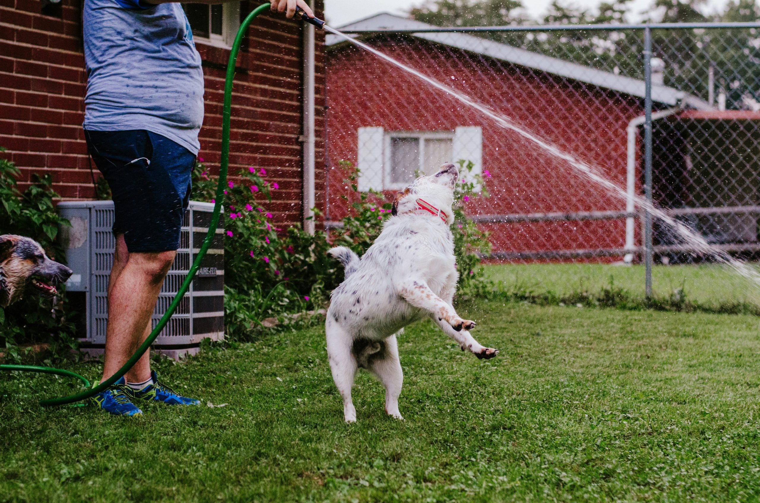 Photo of a happy performing dog jumping through hoops with a trainer nearby