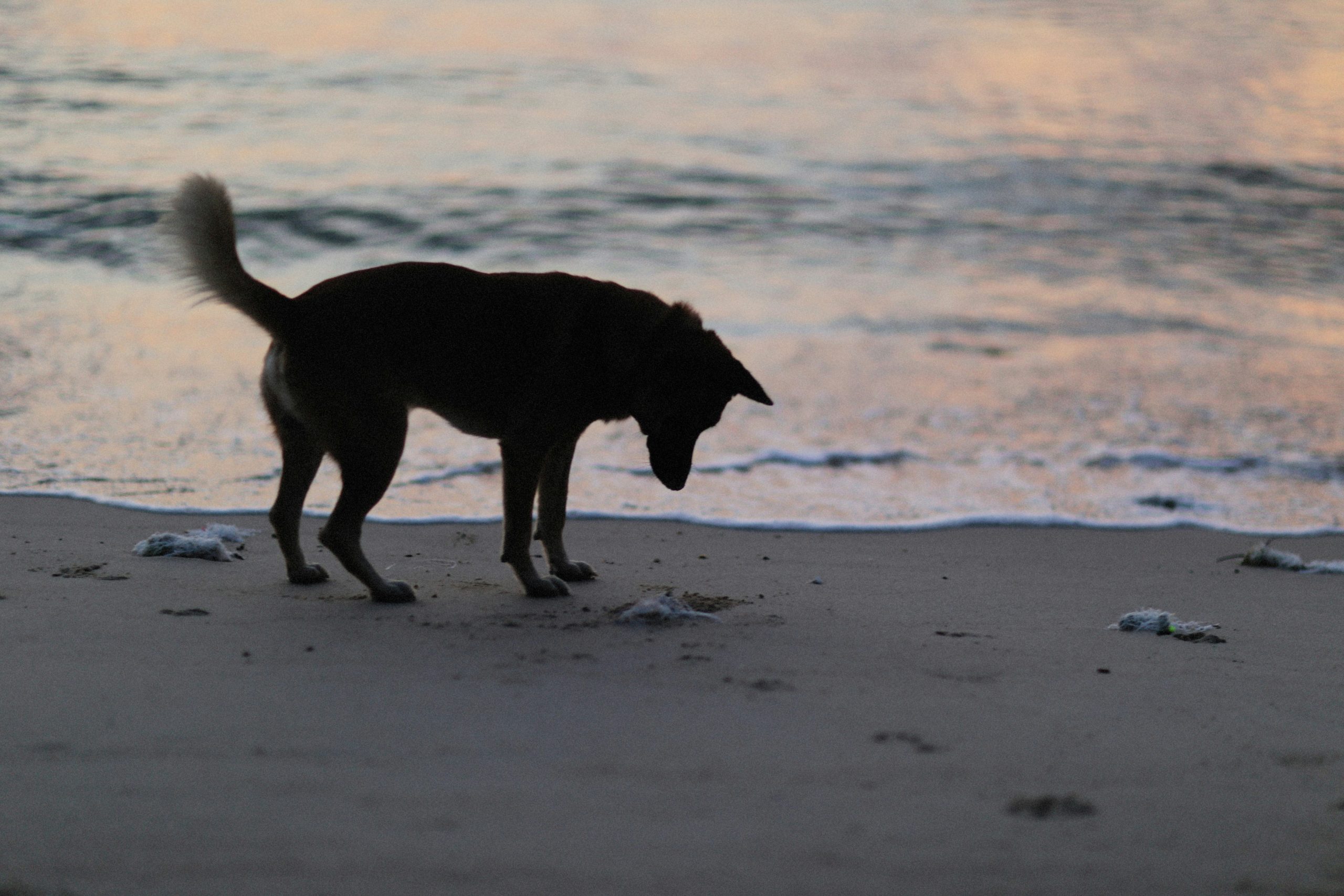 Photo of Luna the Greyhound confidently approaching her owner's extended hand.