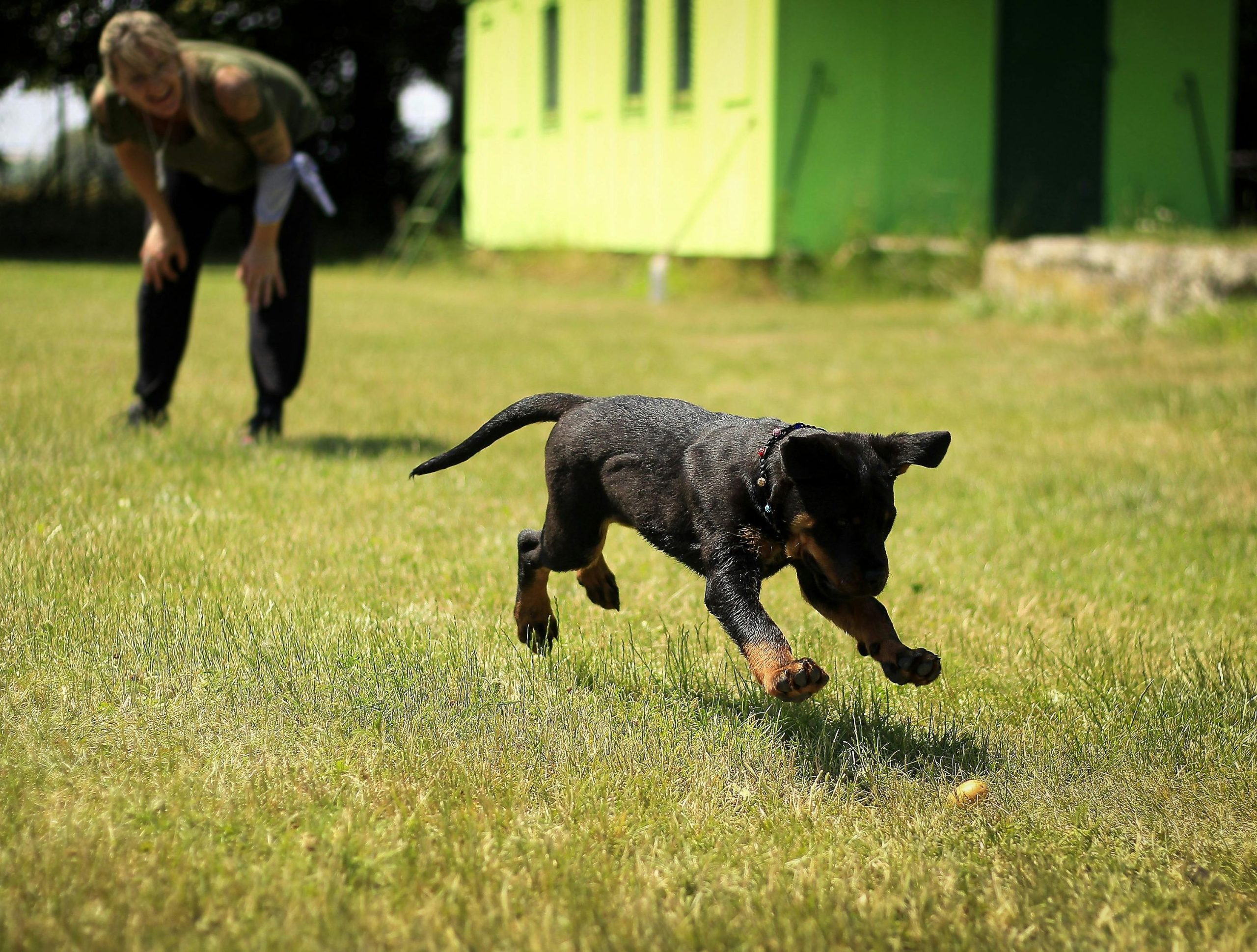Photo showing a dog learning to touch a target stick