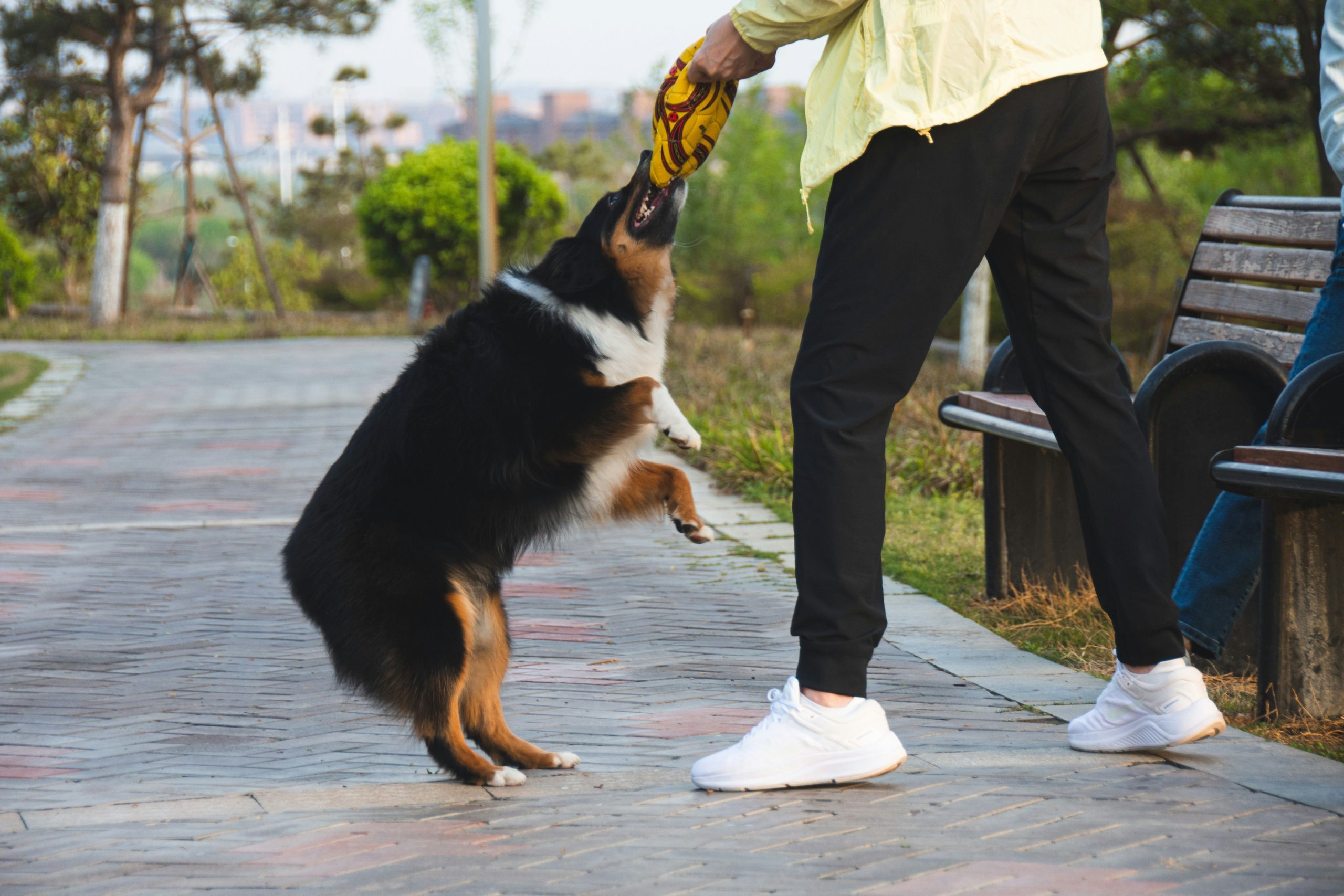 A border collie completing an obstacle course using target training techniques.