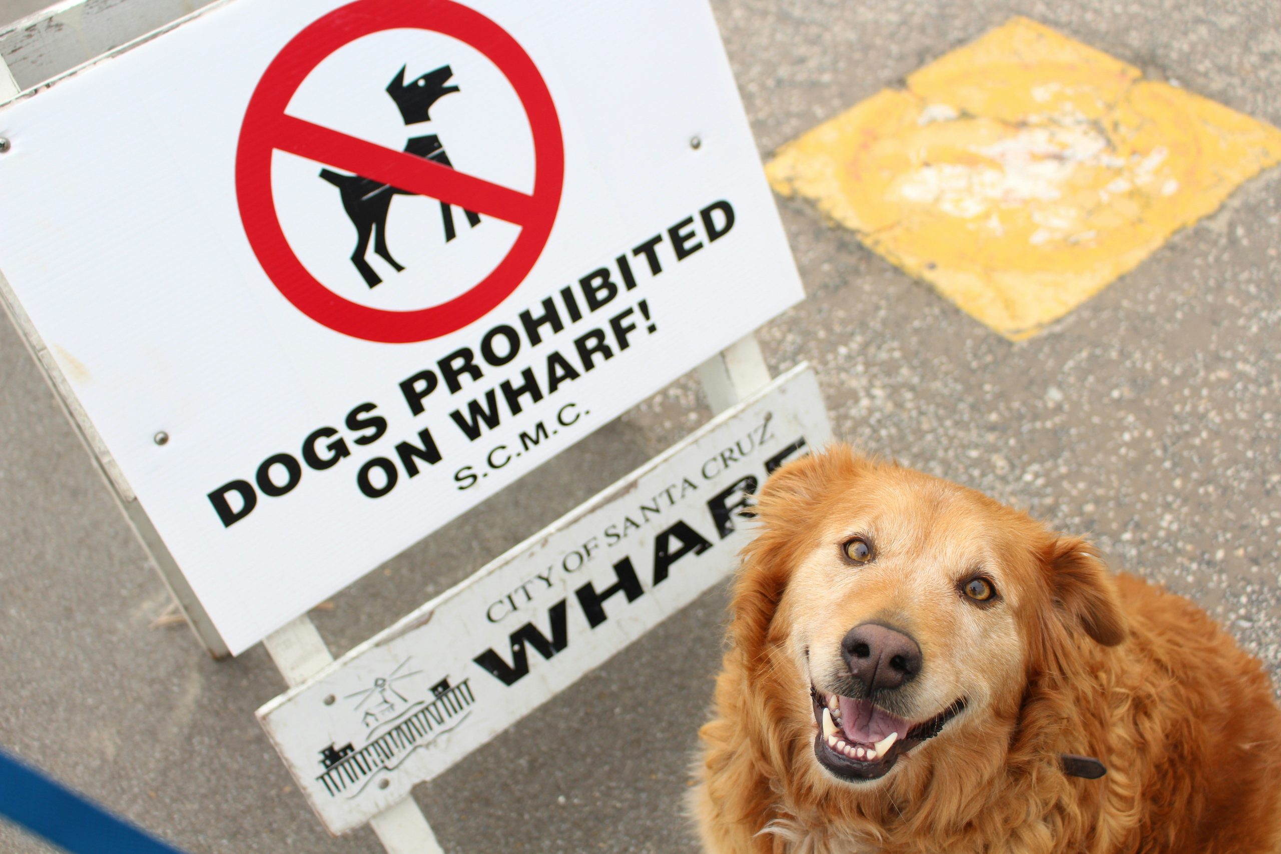 A dog choosing between toys and household items during training