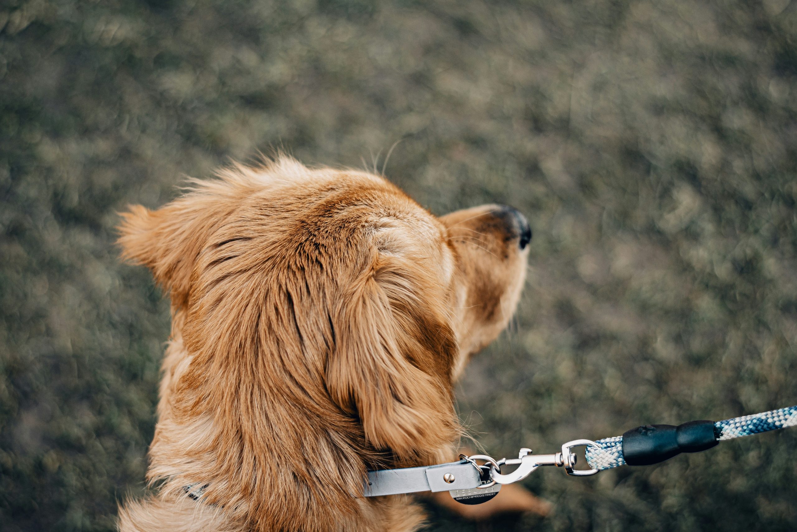 A dog mid-spin performing a trick learned through target training