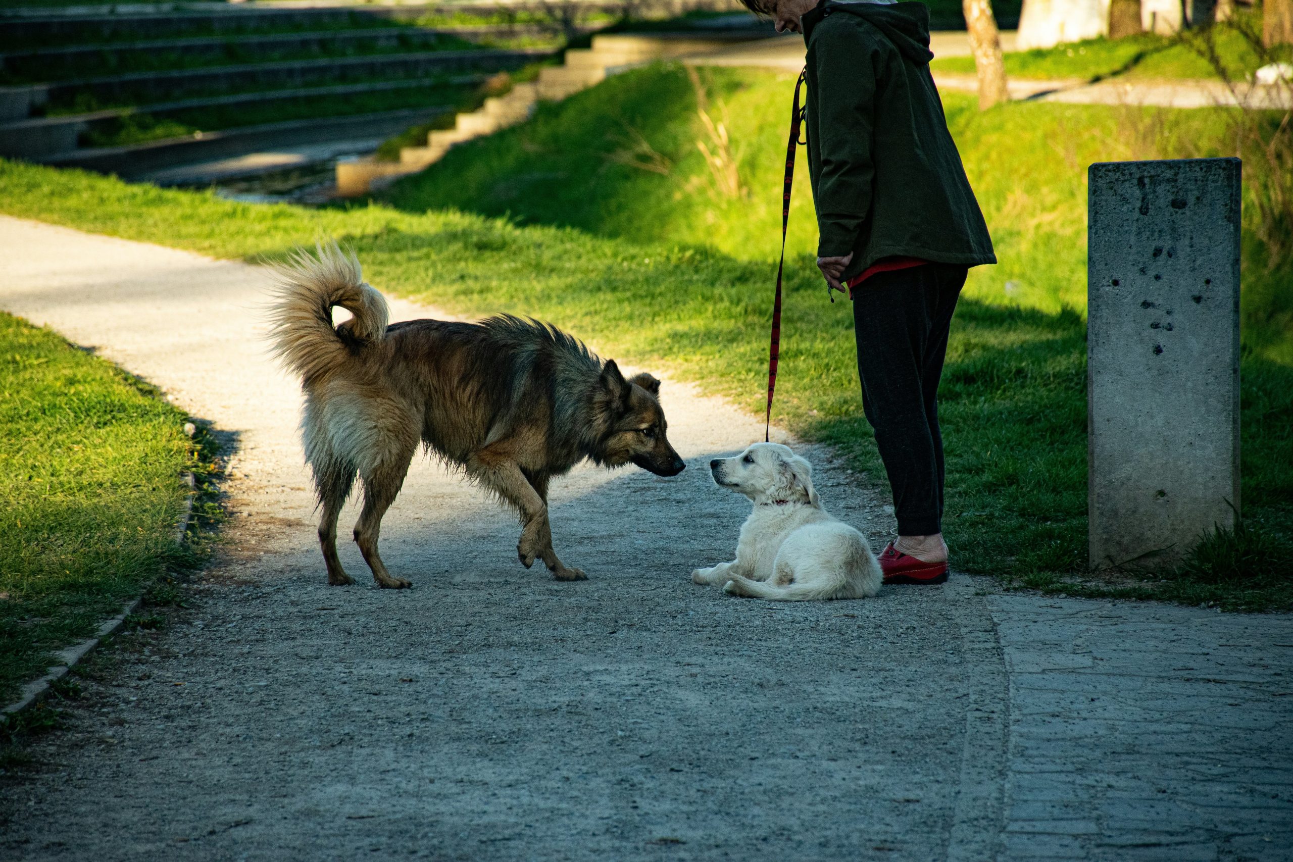 A golden retriever touching its nose to its owner's hand during training.