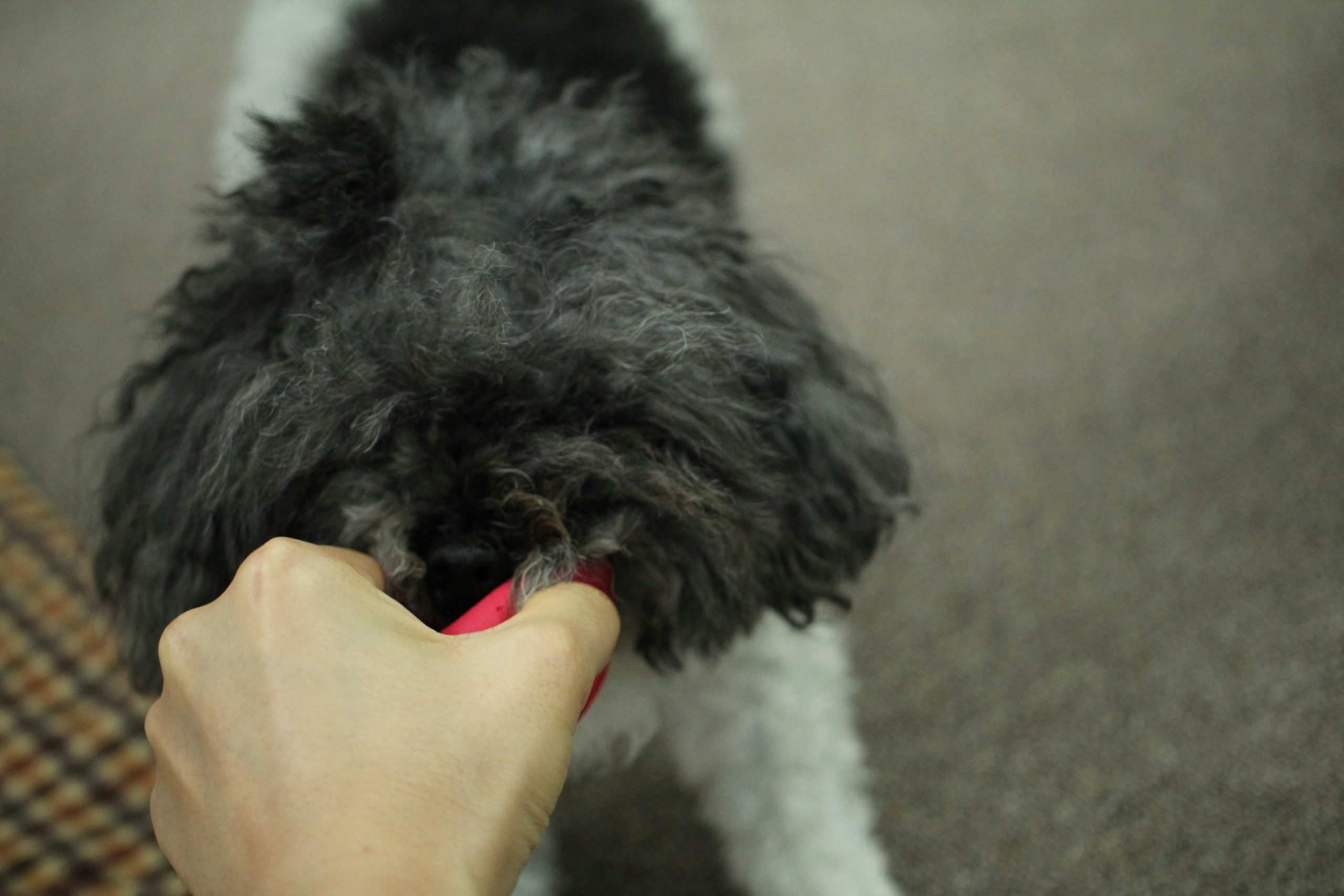A happy golden retriever touching its nose to its owner's hand during target training.