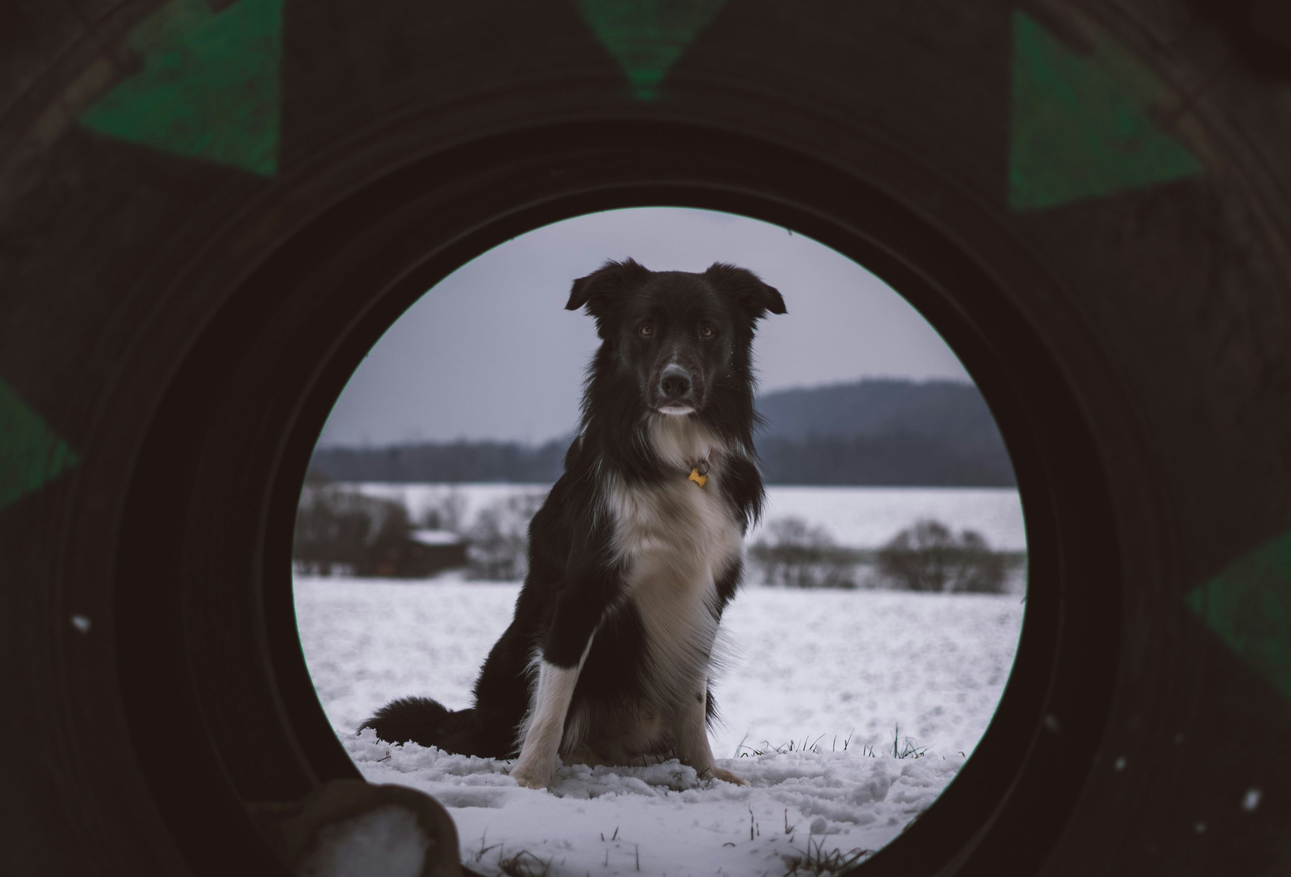 A proud Sheltie holding her leash after successful recognition training