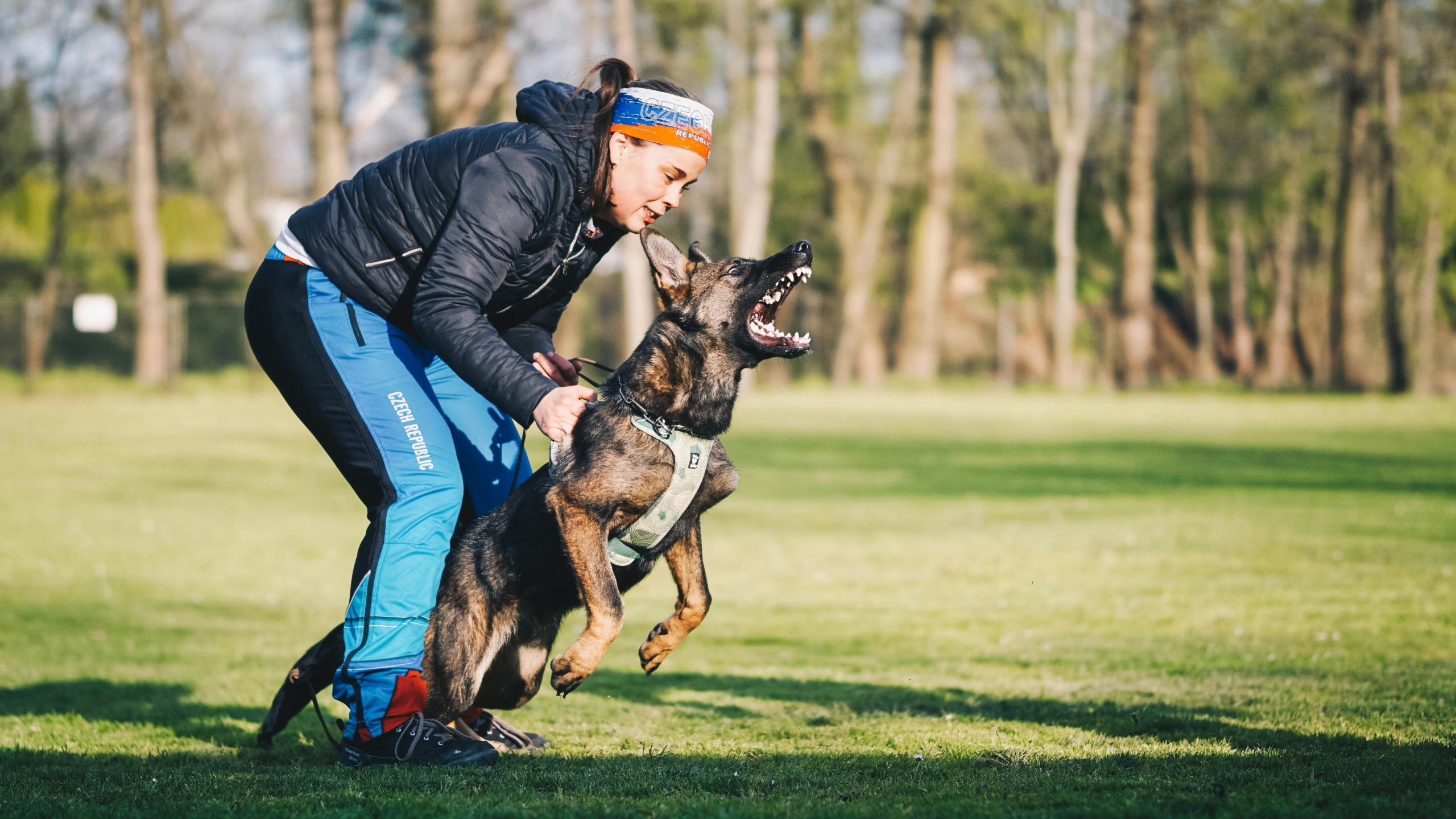 A relaxed black Labrador walking beside its owner with visible leash slack.