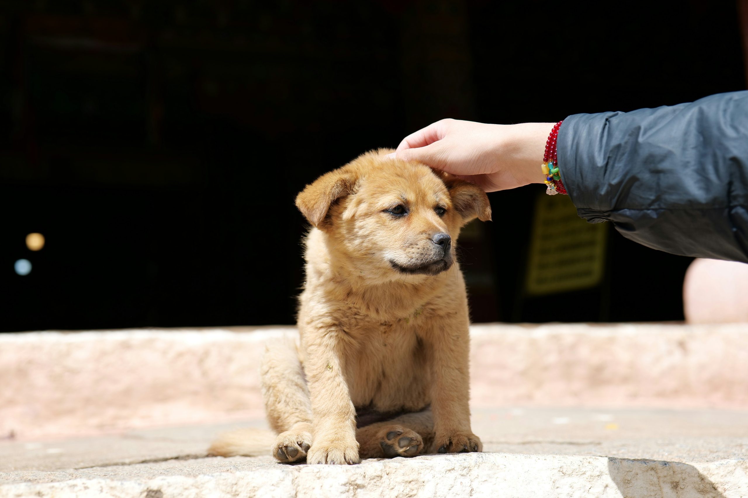 A trainer demonstrating hand targeting for puppies with treats.
