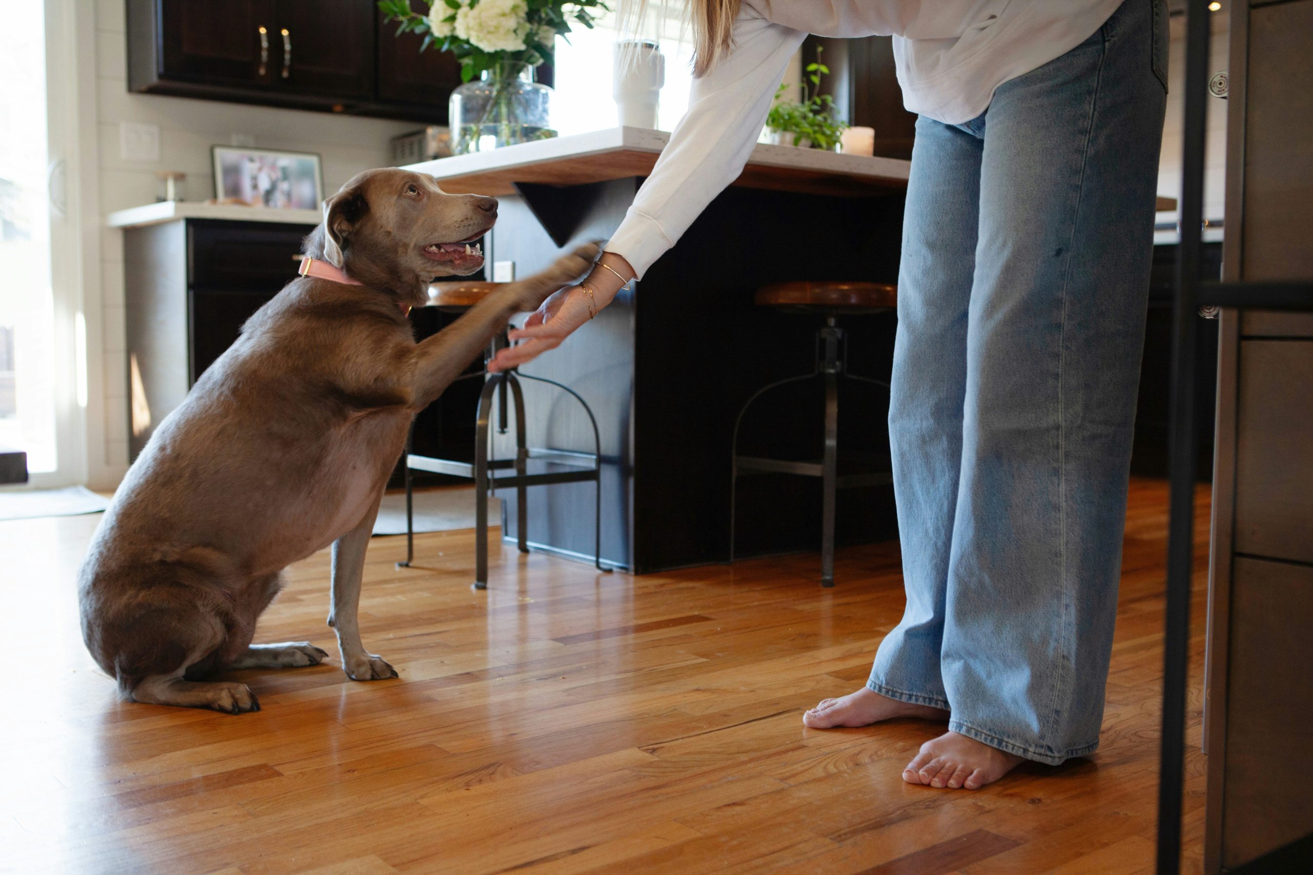 A trainer pointing at a target stick near a small dog