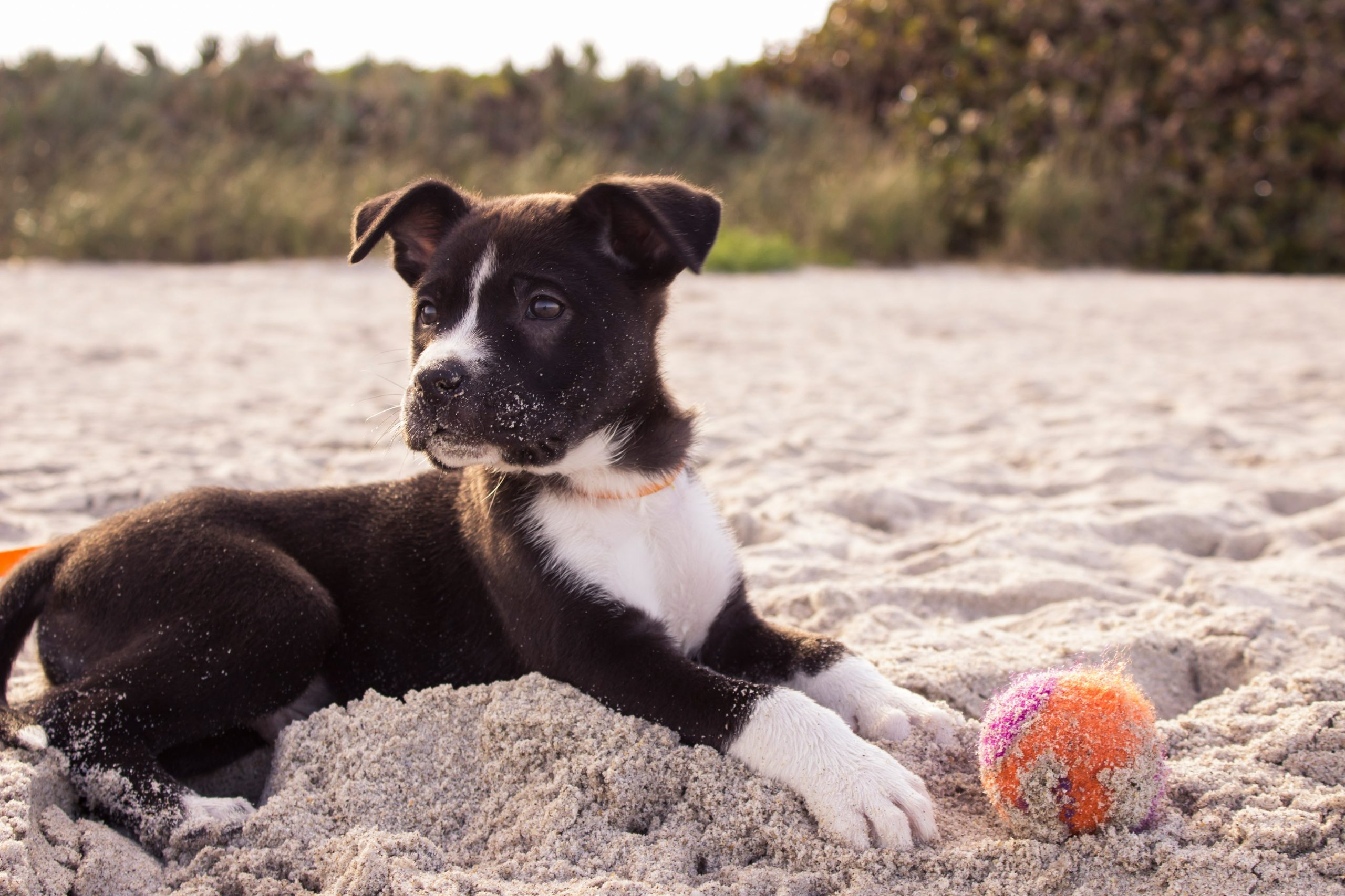 A well-trained dog sits next to its correctly identified toys.