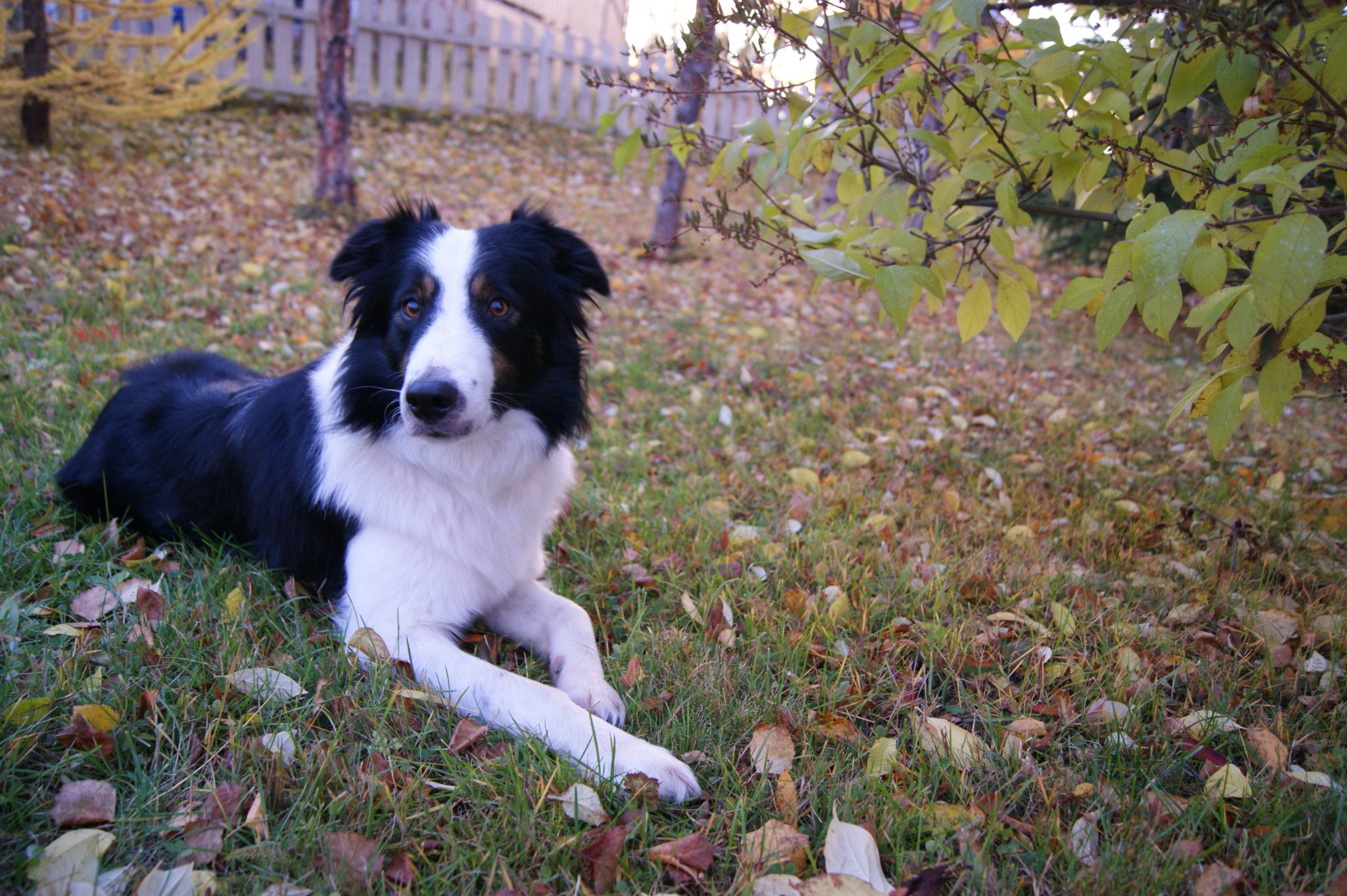 Bella retrieves her leash after successful target training.