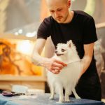 Creative Dog Tricks: Master Target Training with These Proven Methods
