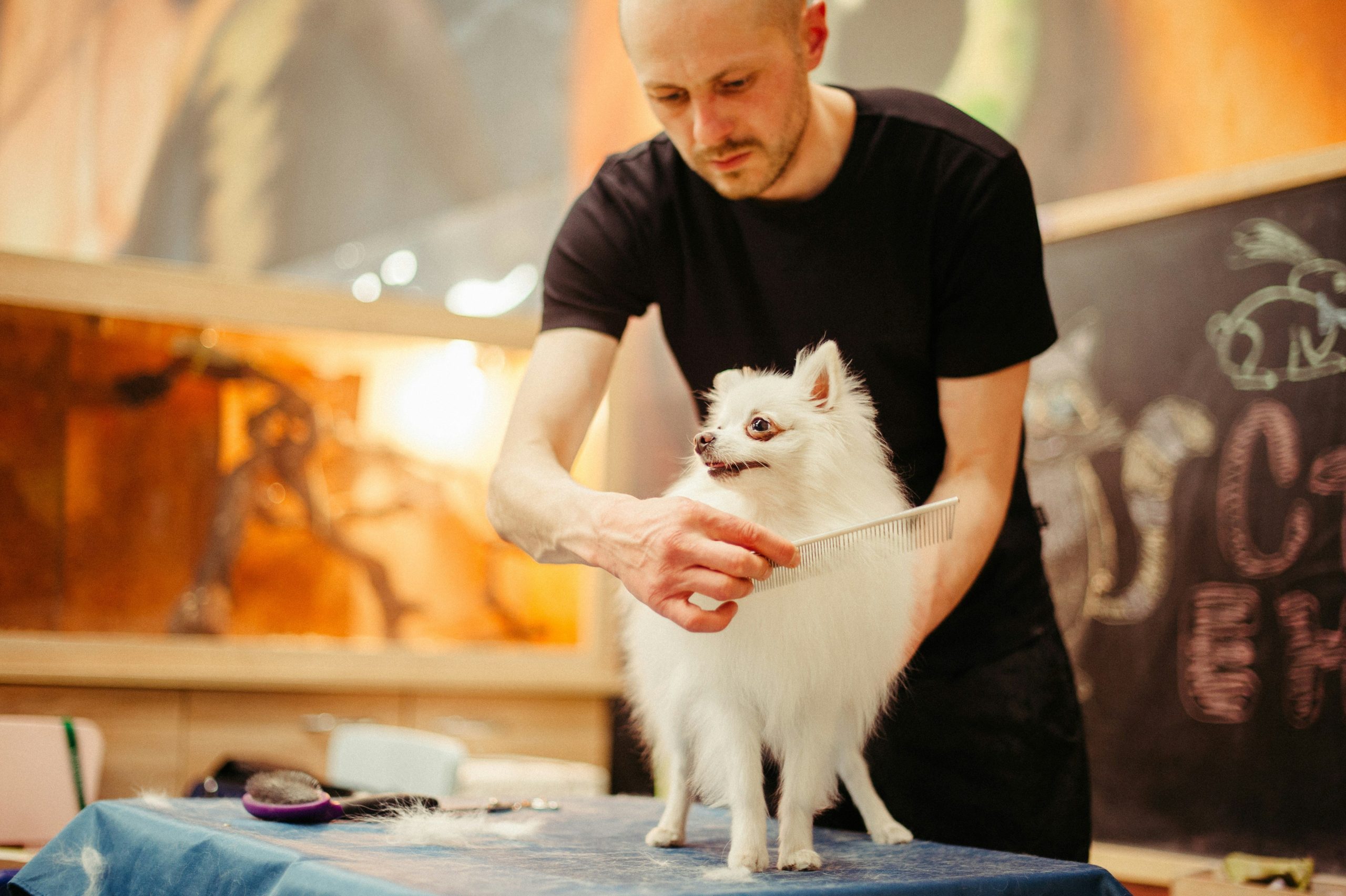 Creative Dog Tricks: Master Target Training with These Proven Methods