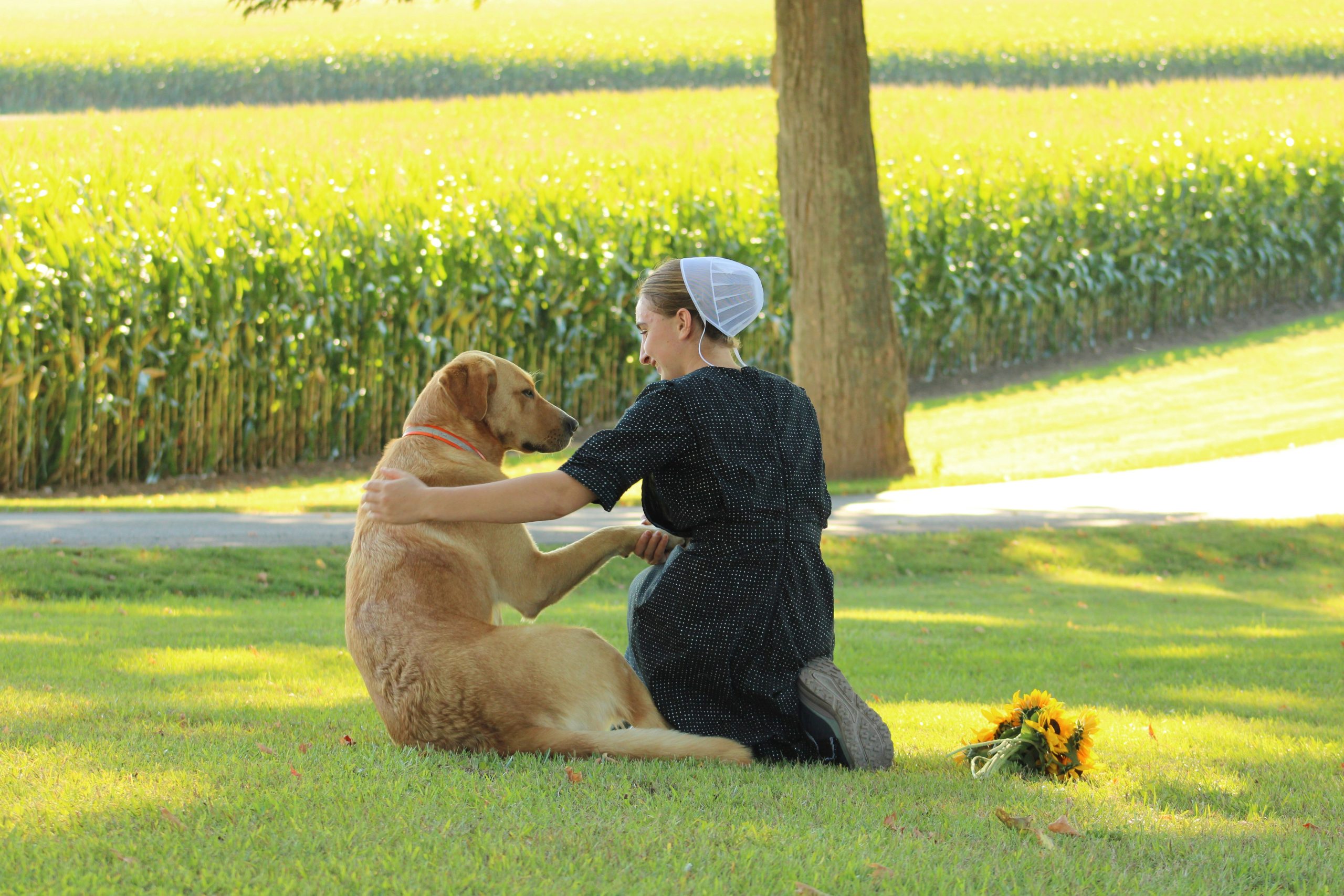 Diagram showing a dog touching its nose to a trainer's hand during target practice