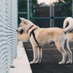 dog training with objects
