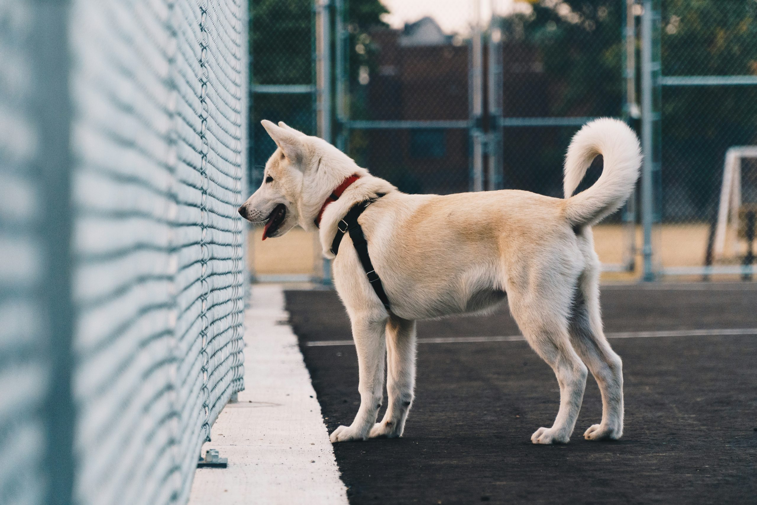 dog training with objects