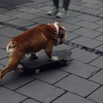 Fun Dog Tricks to Teach: Master Target Training in Just 4 Steps