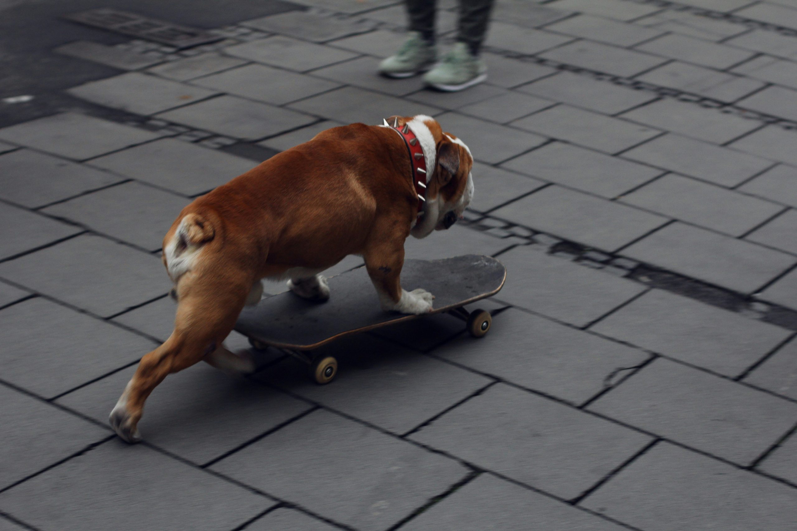 Fun Dog Tricks to Teach: Master Target Training in Just 4 Steps