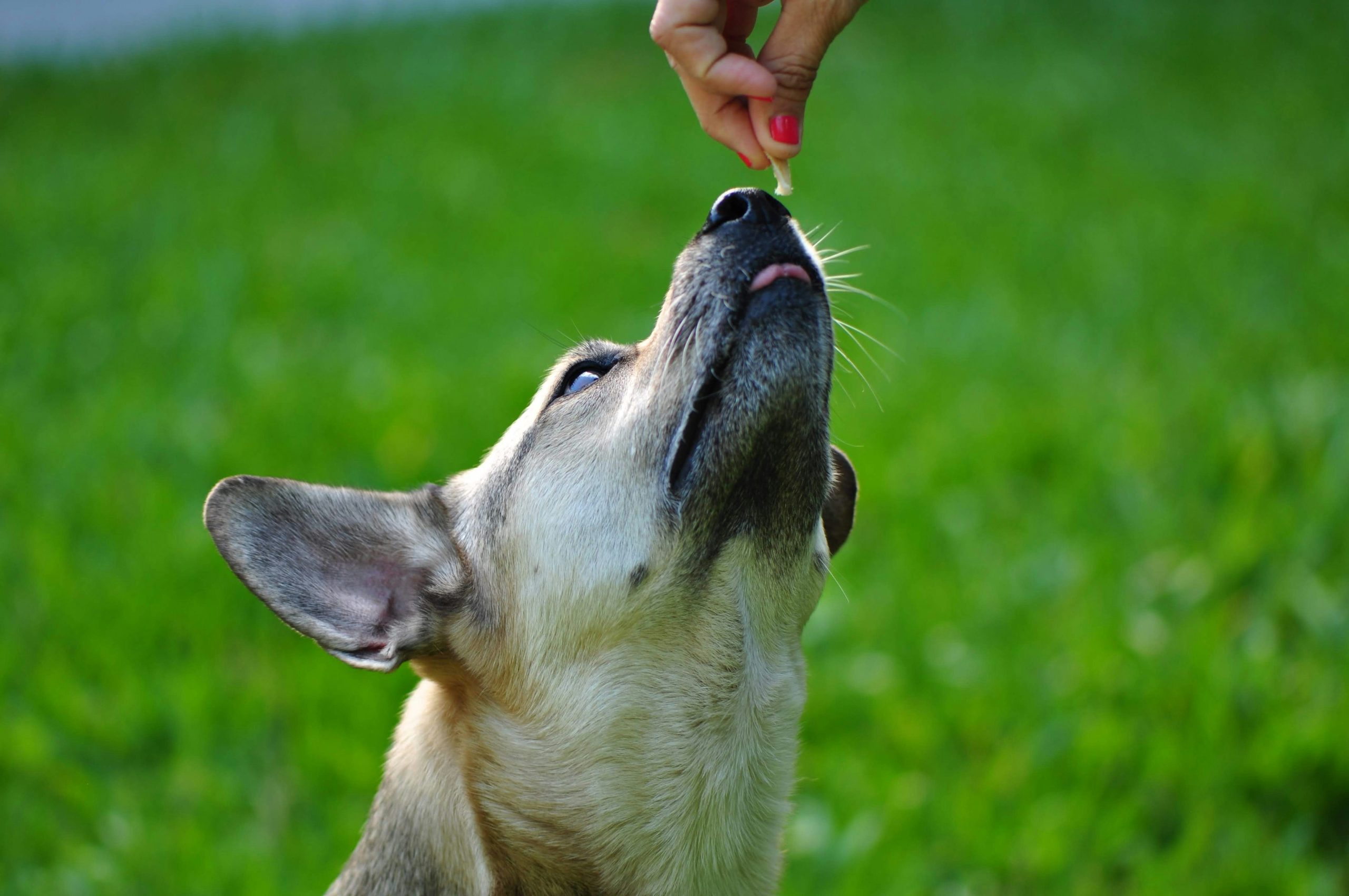 Happy owner training her golden retriever outdoors