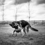How to Teach Dog Hand Targeting: The Ultimate Guide for Pet Owners