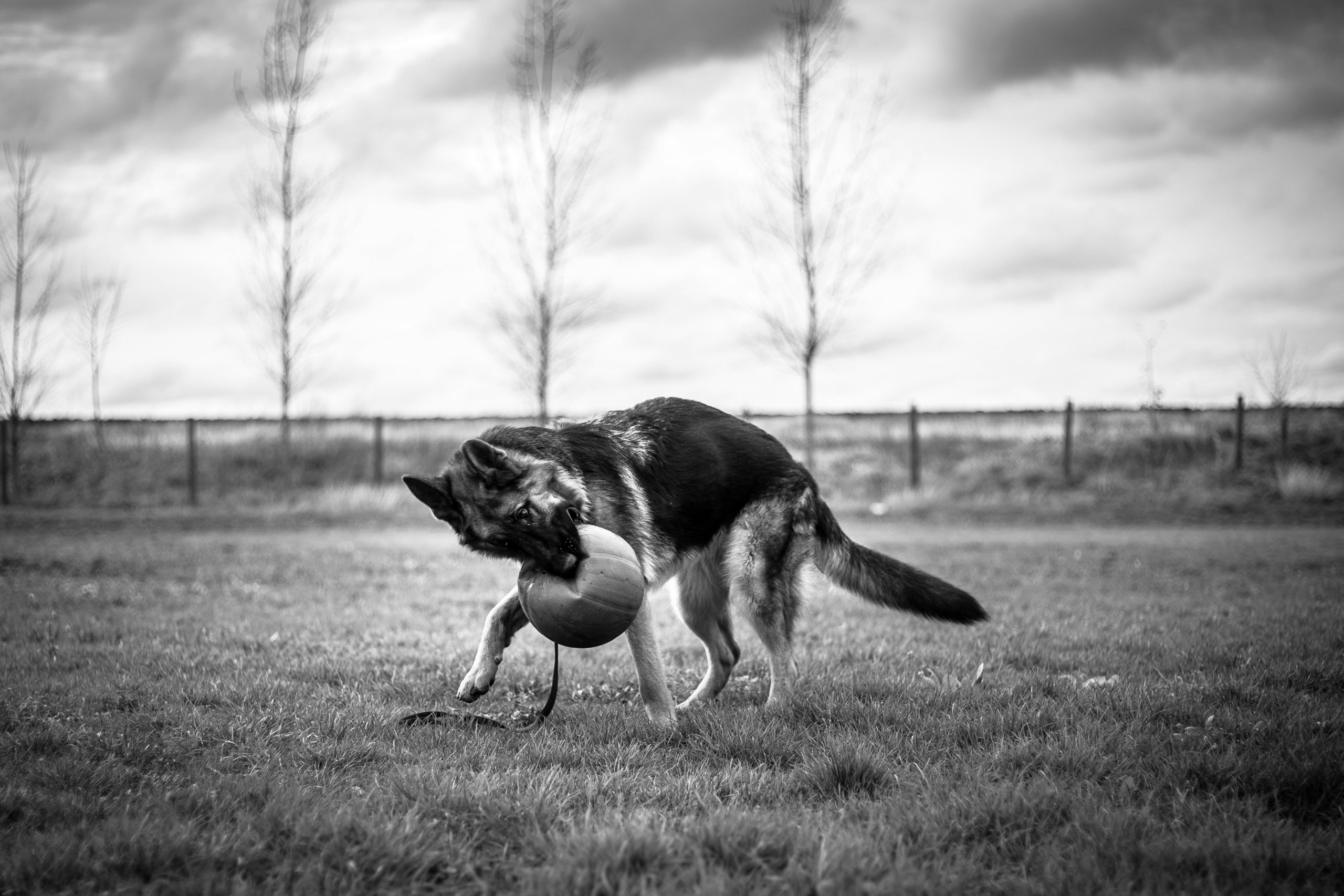 How to Teach Dog Hand Targeting: The Ultimate Guide for Pet Owners