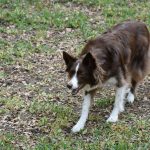 How to Train Dog Object Discrimination: The Ultimate Guide to Target Training Success