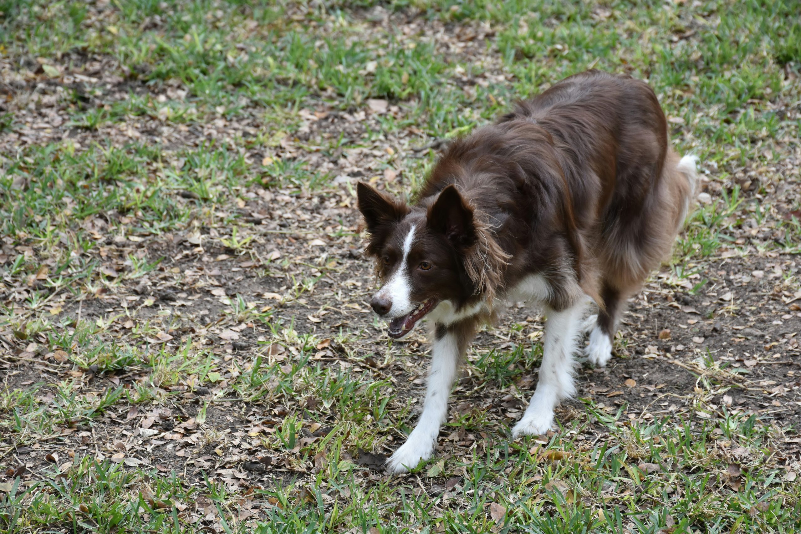 How to Train Dog Object Discrimination: The Ultimate Guide to Target Training Success